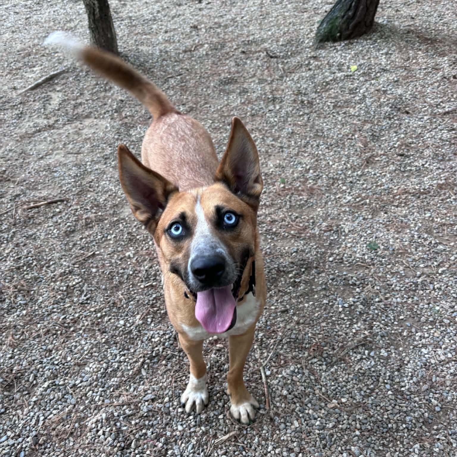 Enlarge Thor, a ADOPTABLE Mixed Breed in Pelham, NH image 5/6