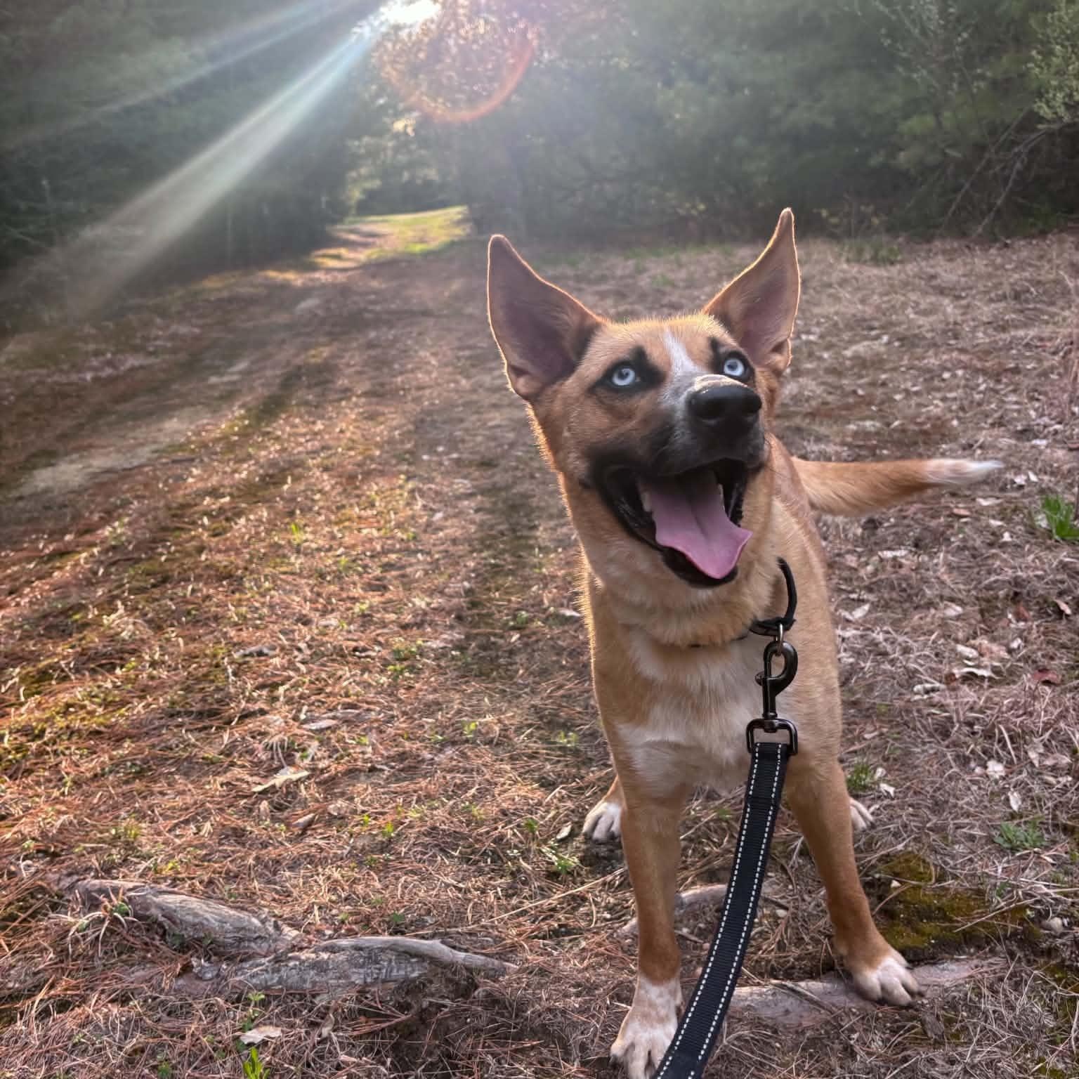 Enlarge Thor, a ADOPTABLE Mixed Breed in Pelham, NH image 3/6