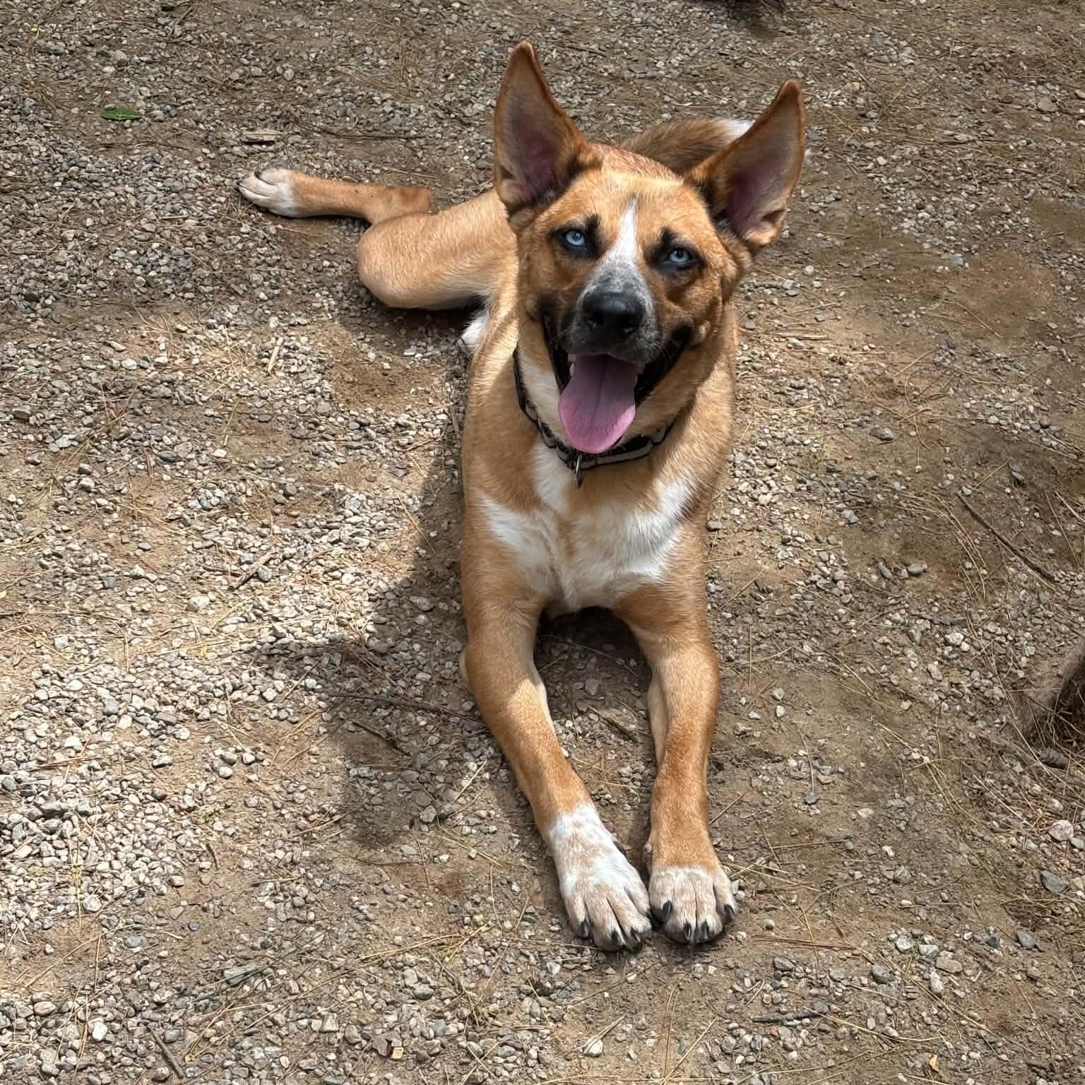 Enlarge Thor, a ADOPTABLE Mixed Breed in Pelham, NH image 2/6