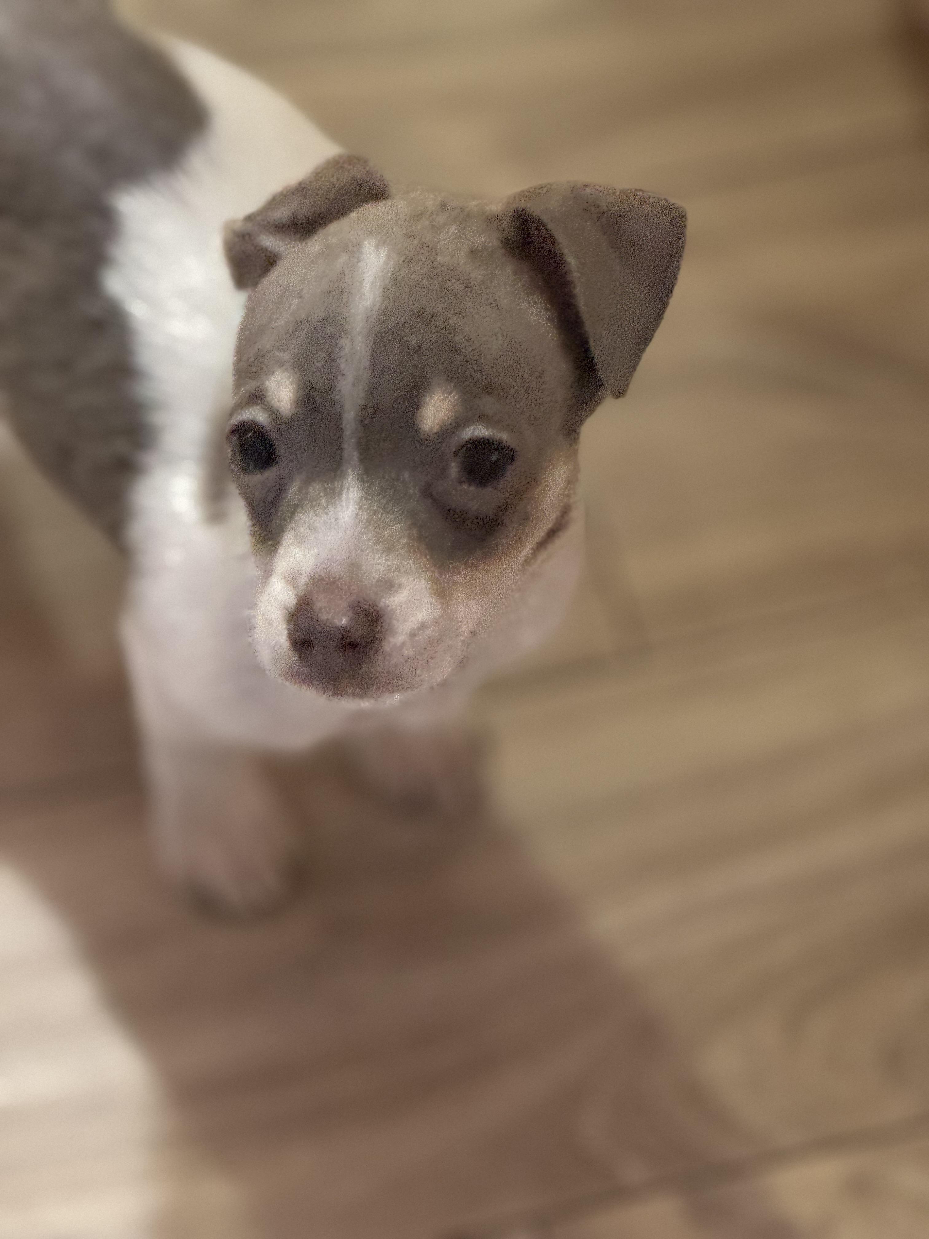 Enlarge Sir Walter Murray, a ADOPTABLE mixed breed in Lacey, WA image 5/6