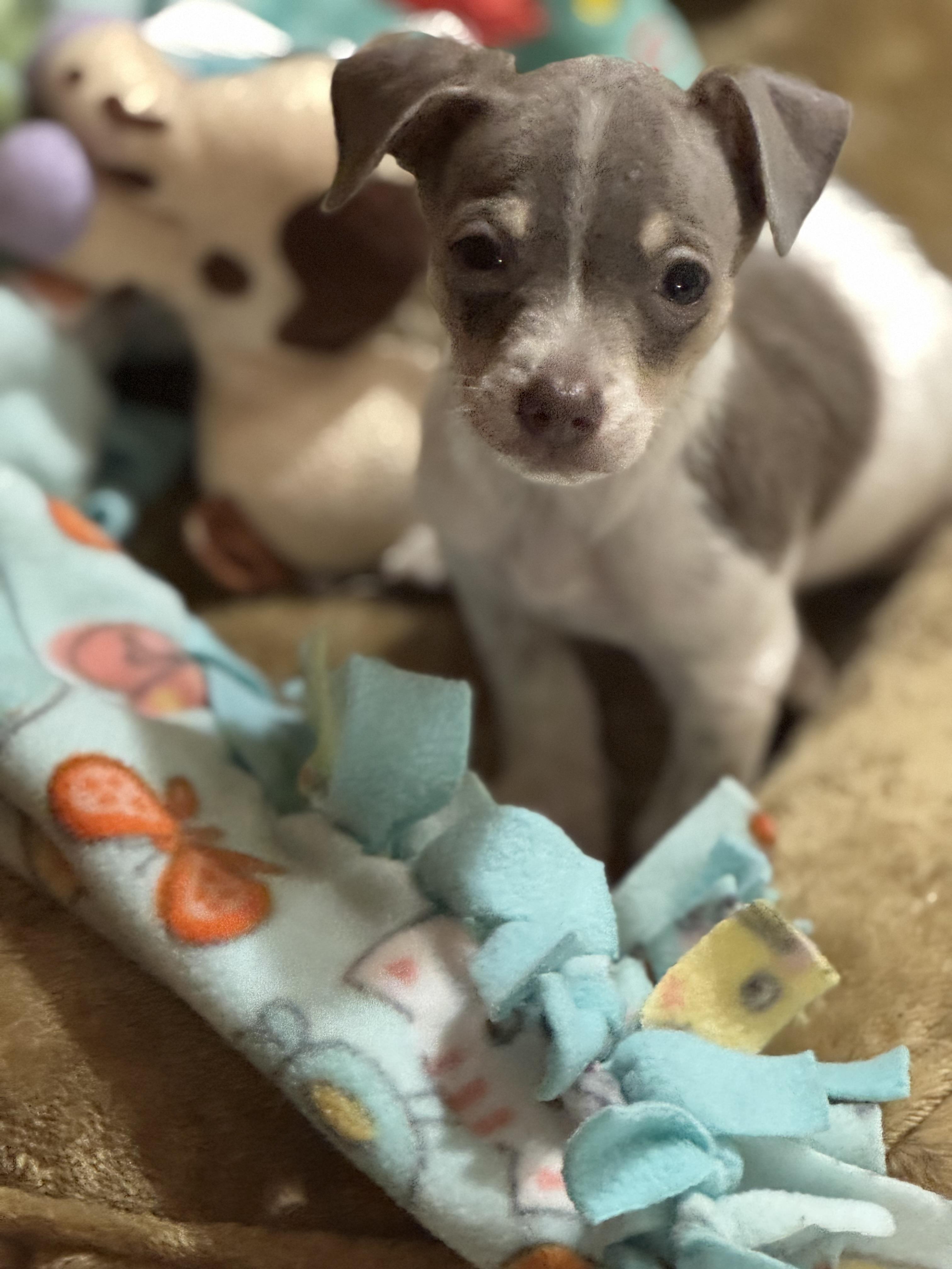 Enlarge Sir Walter Murray, a ADOPTABLE mixed breed in Lacey, WA image 6/6