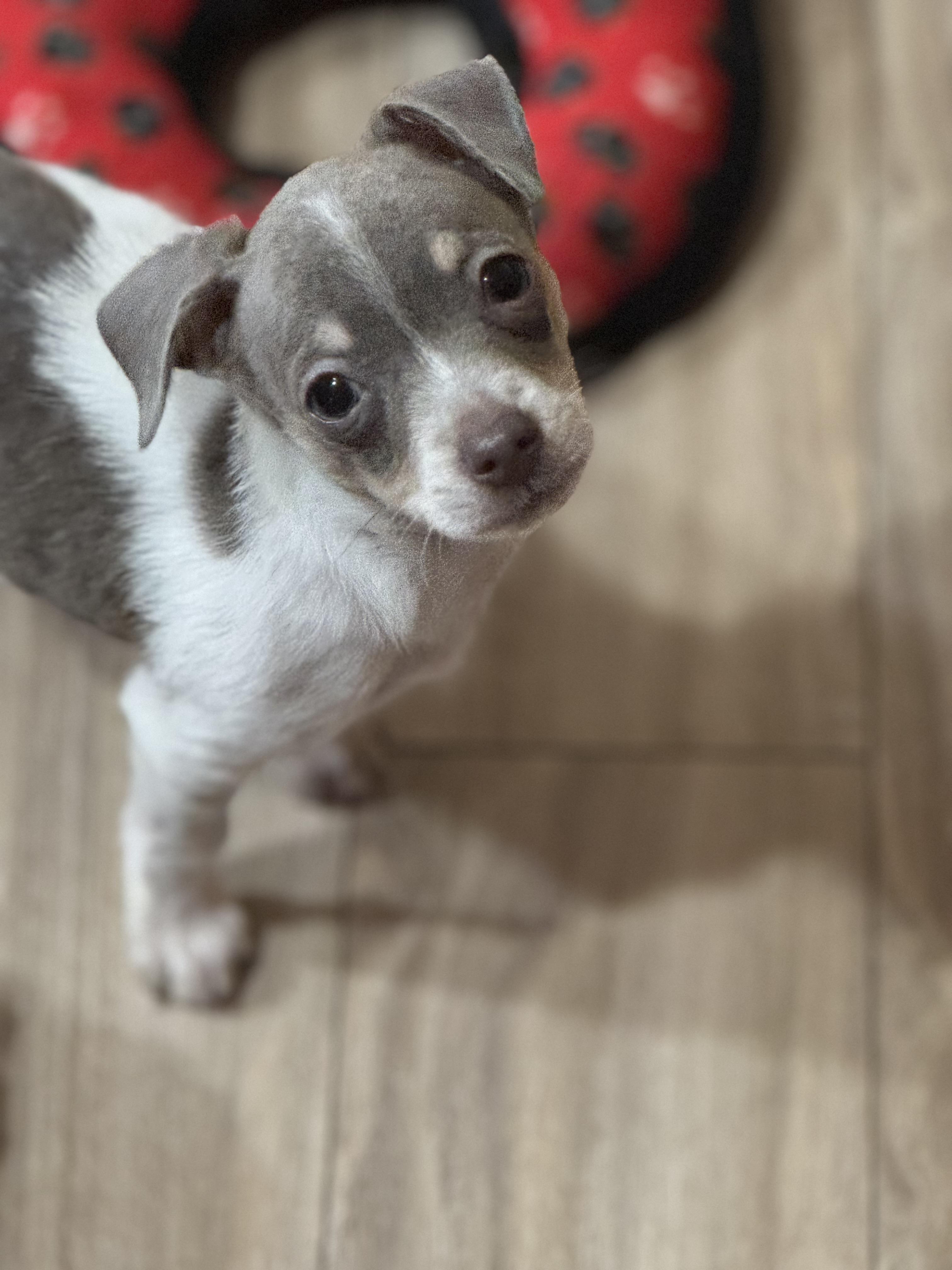 Enlarge Sir Walter Murray, a ADOPTABLE mixed breed in Lacey, WA image 4/6