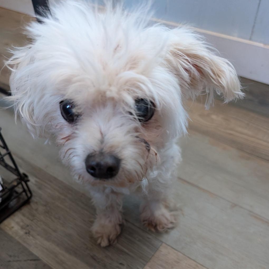 Juliett, an adoptable Pomeranian & Maltese Mix in San Diego, CA_image-1