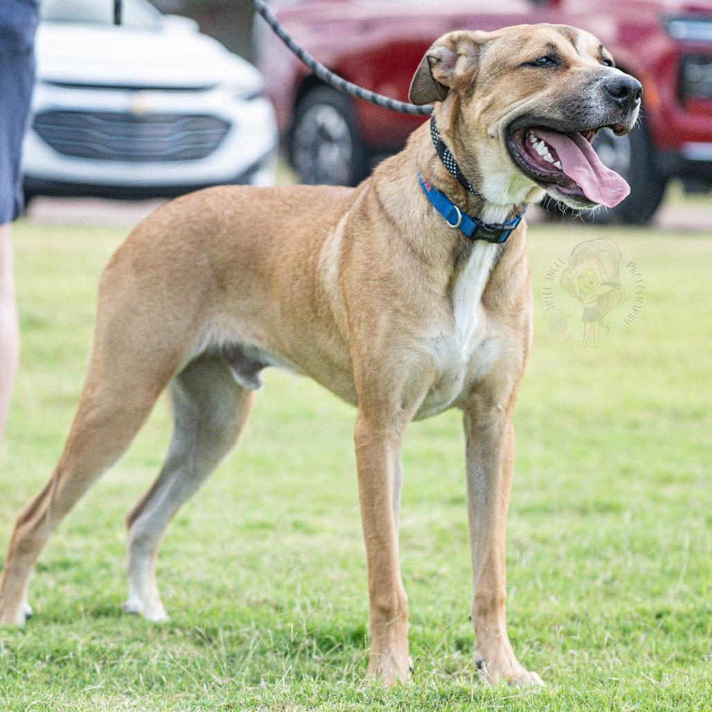 Leo (formerly Pistachio, Adoptable, Young Male Mixed Breed.