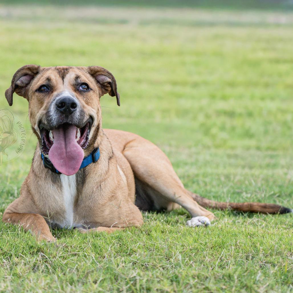 Enlarge Leo (formerly Pistachio, a Adoptable Mixed Breed in Bartlett, TN image 2/6