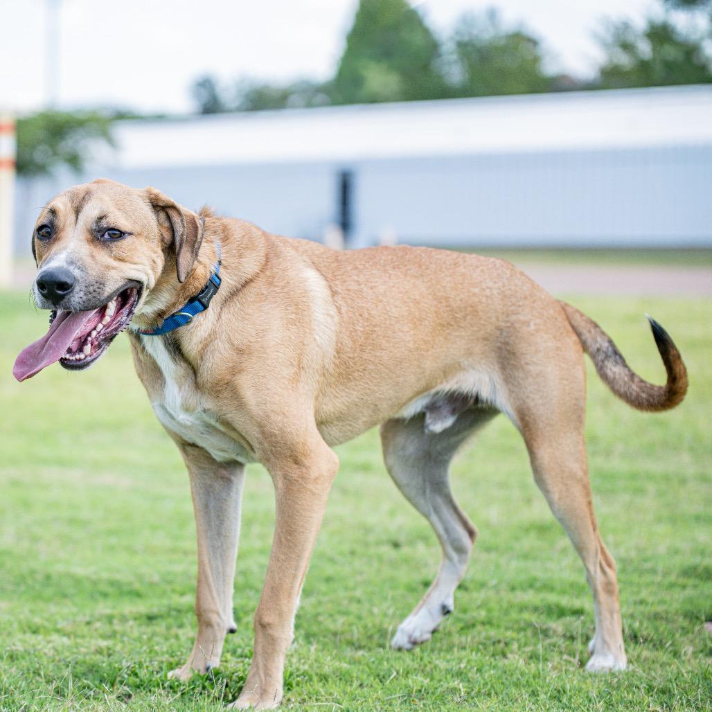Enlarge Leo (formerly Pistachio, a Adoptable Mixed Breed in Bartlett, TN image 3/6