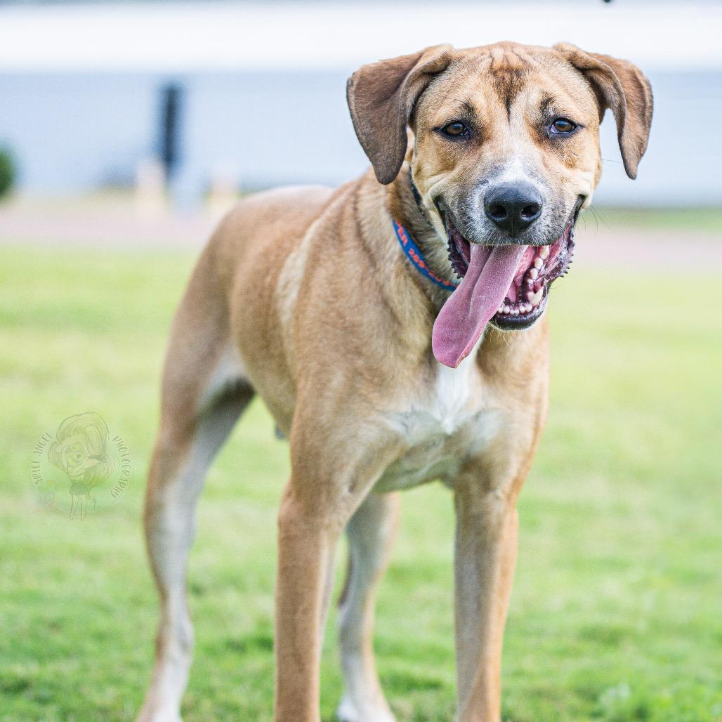 Enlarge Leo (formerly Pistachio, a Adoptable Mixed Breed in Bartlett, TN image 4/6