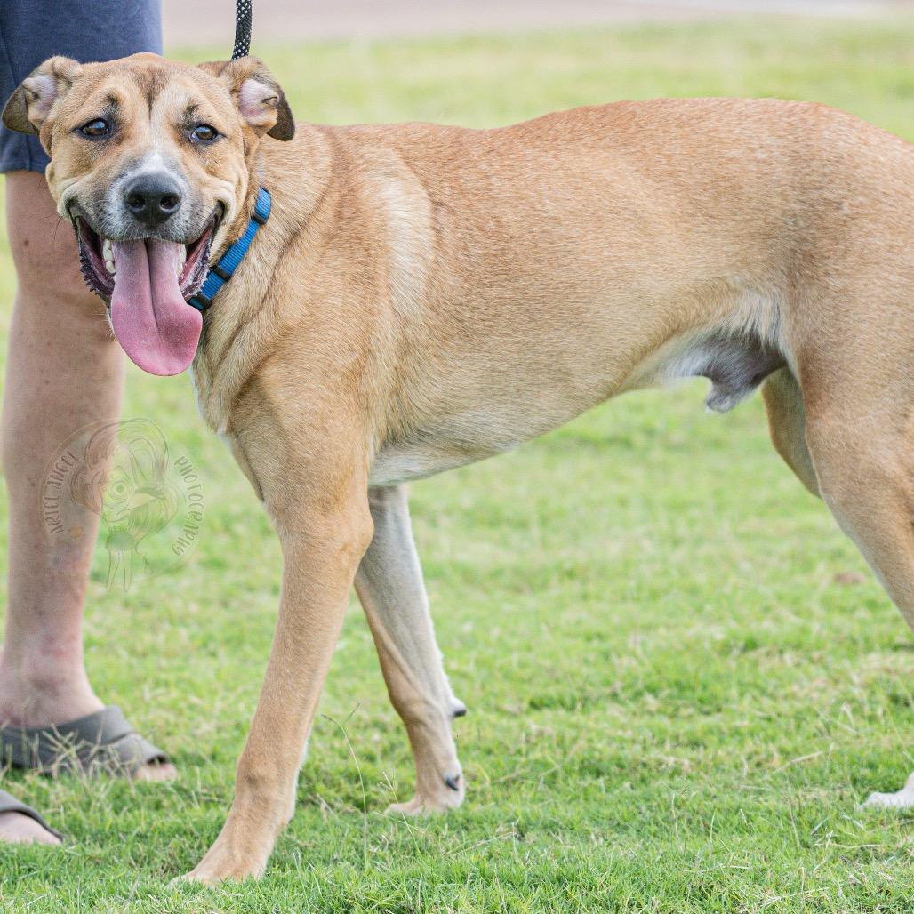 Enlarge Leo (formerly Pistachio, a Adoptable Mixed Breed in Bartlett, TN image 5/6