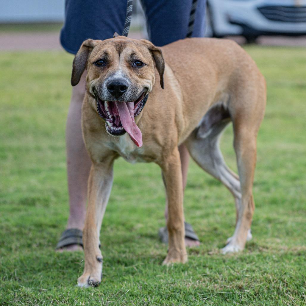 Enlarge Leo (formerly Pistachio, a Adoptable Mixed Breed in Bartlett, TN image 6/6