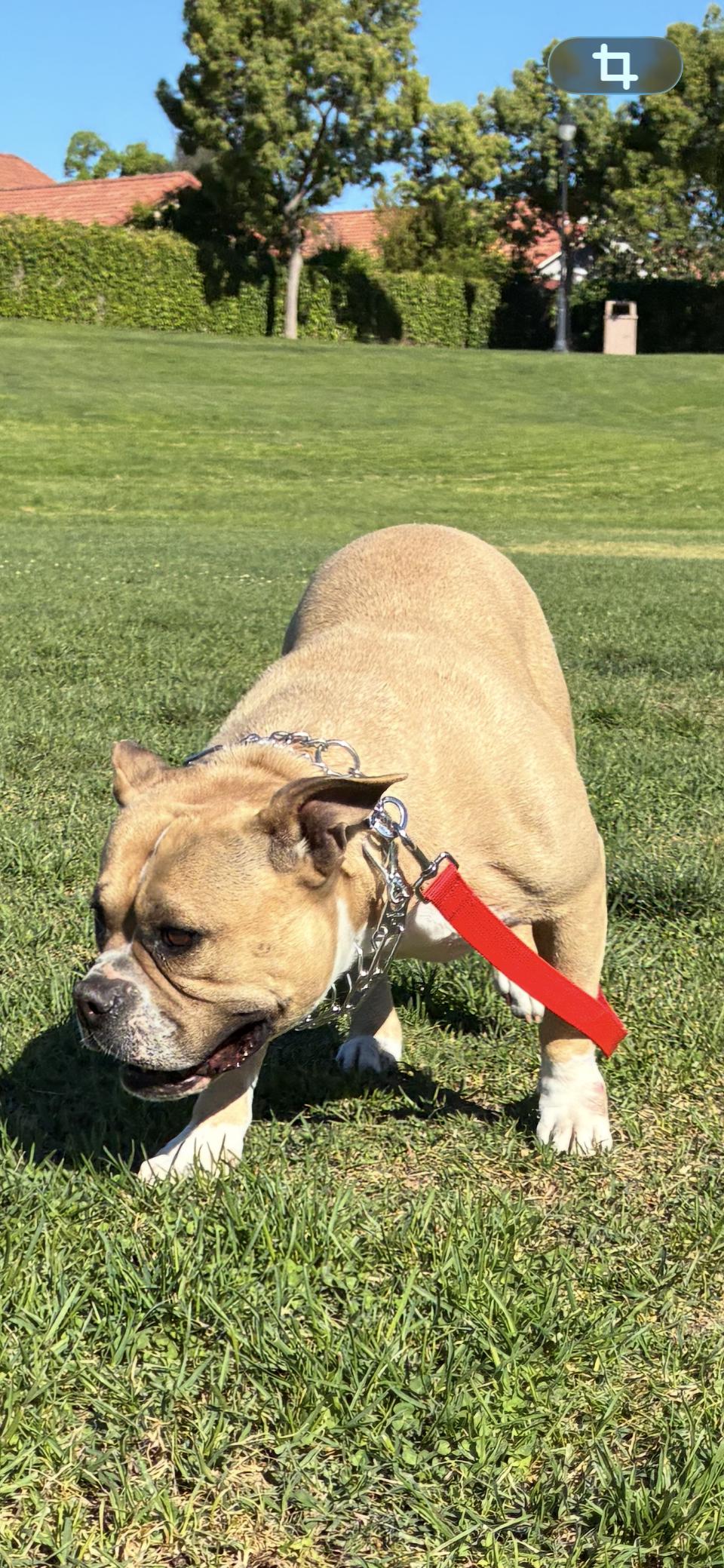 Mia, a ADOPTABLE mixed breed in MODESTO, CA image 4/5