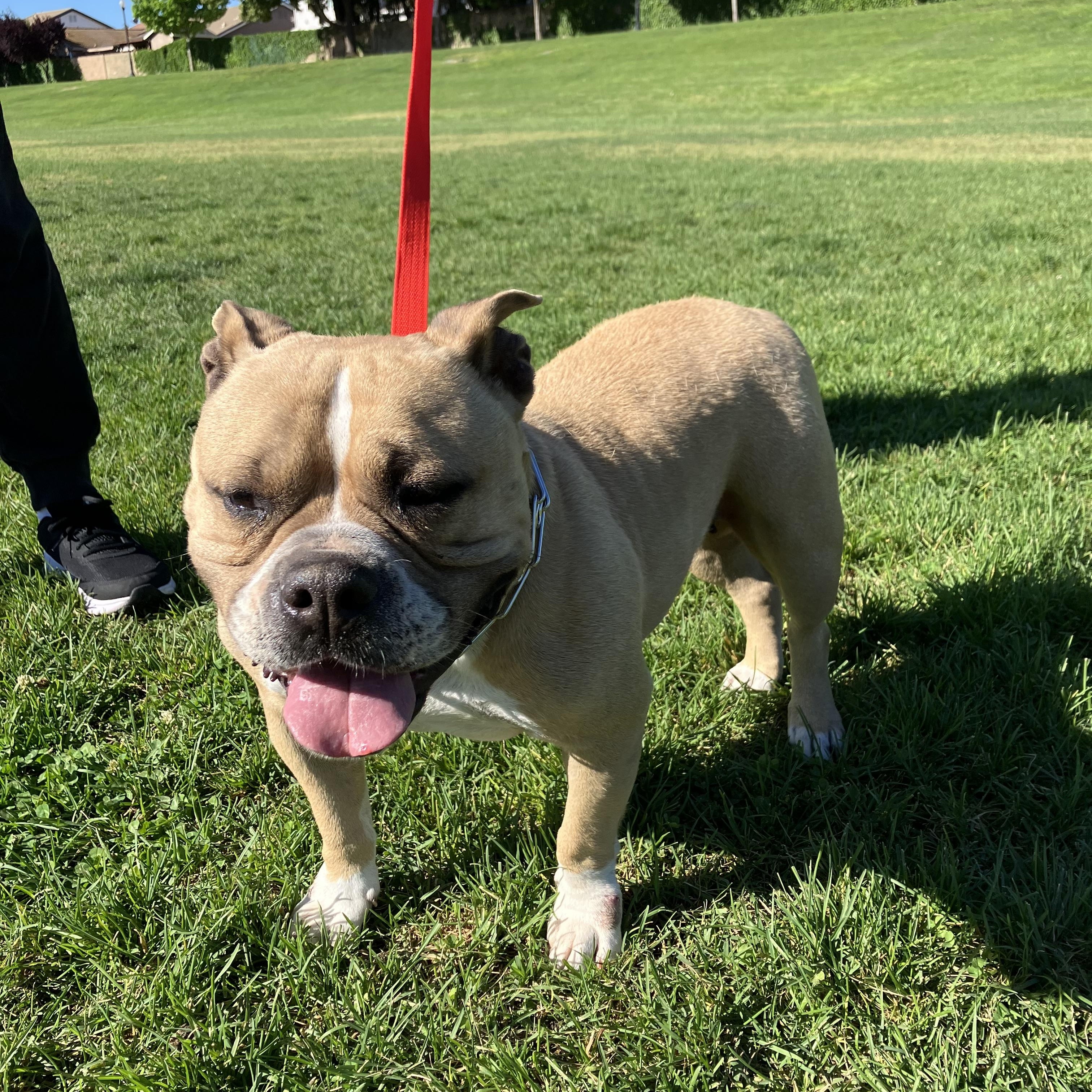 Mia, a ADOPTABLE mixed breed in MODESTO, CA image 5/5