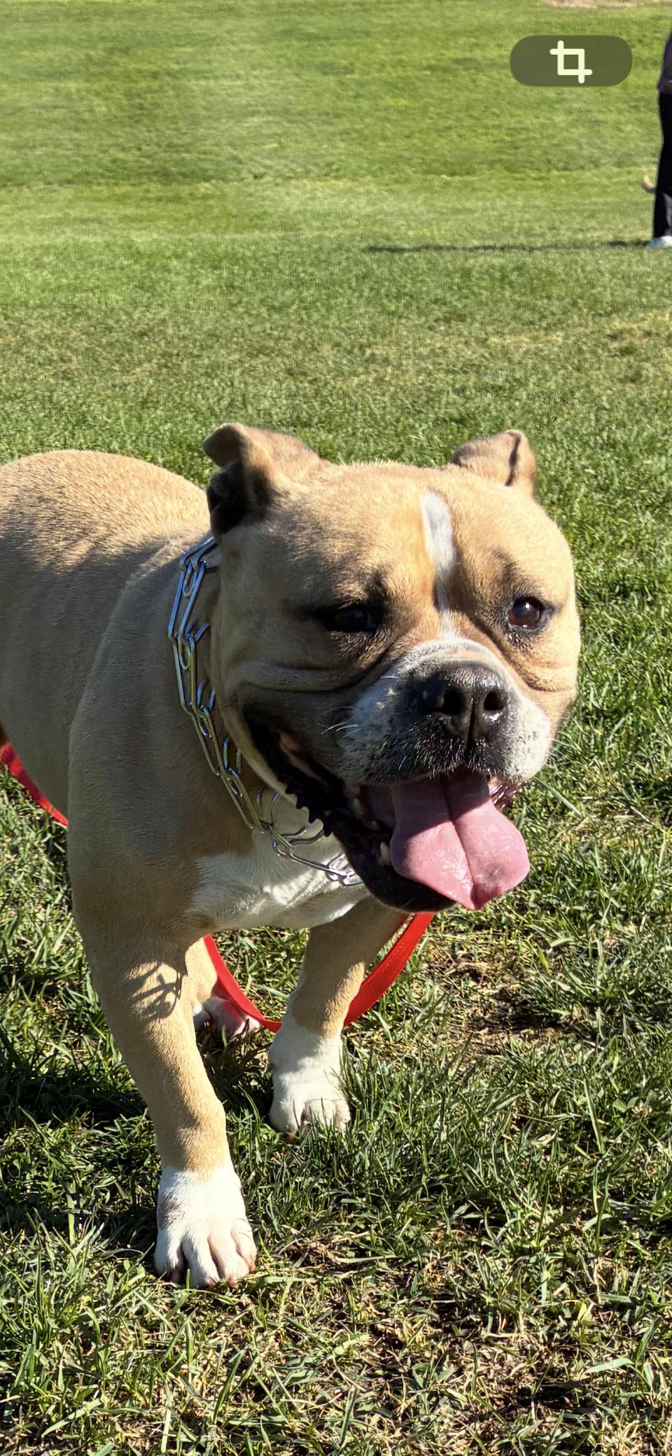 Mia, ADOPTABLE, Adult Female American Bully & American Staffordshire Terrier.