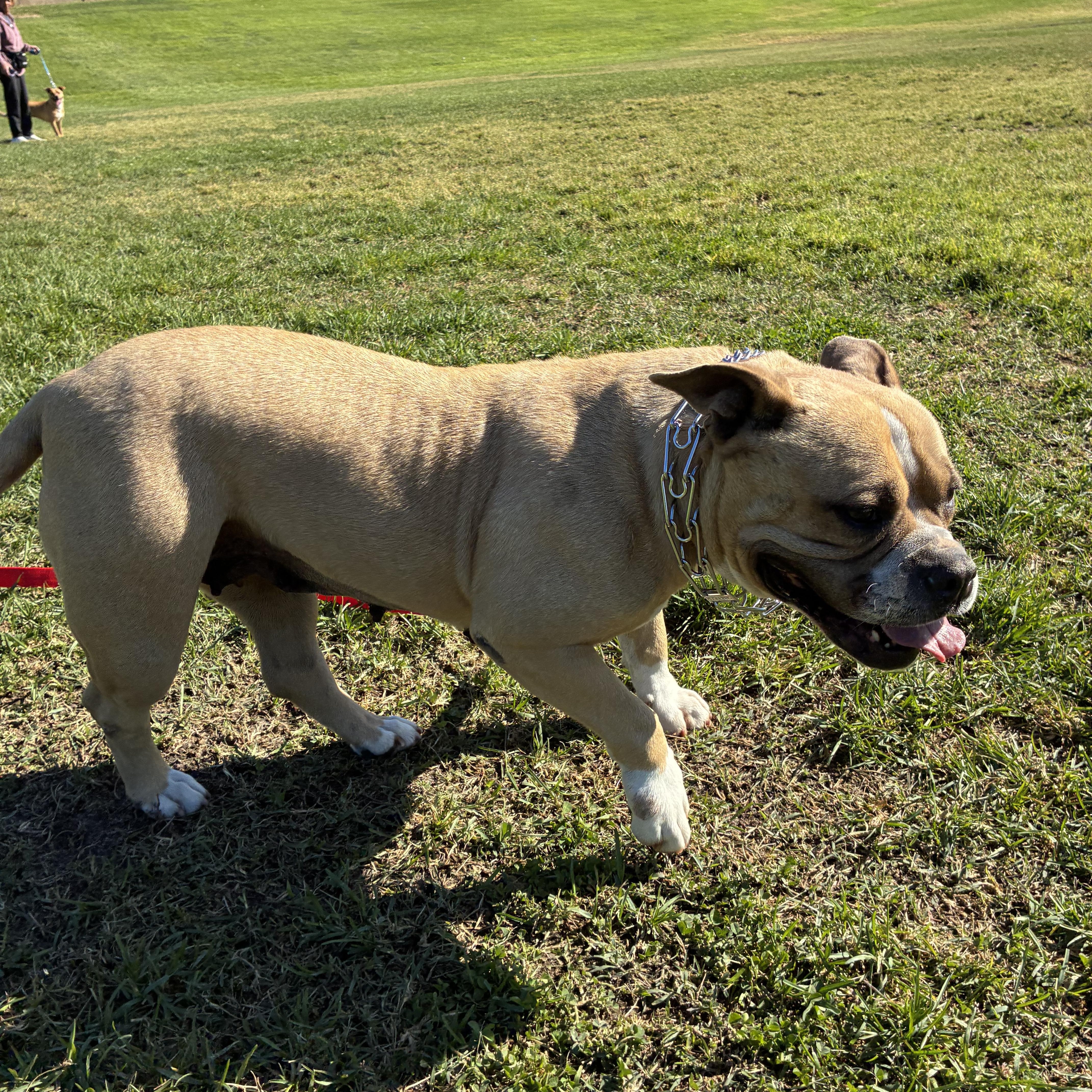 Mia, a ADOPTABLE mixed breed in MODESTO, CA image 2/5