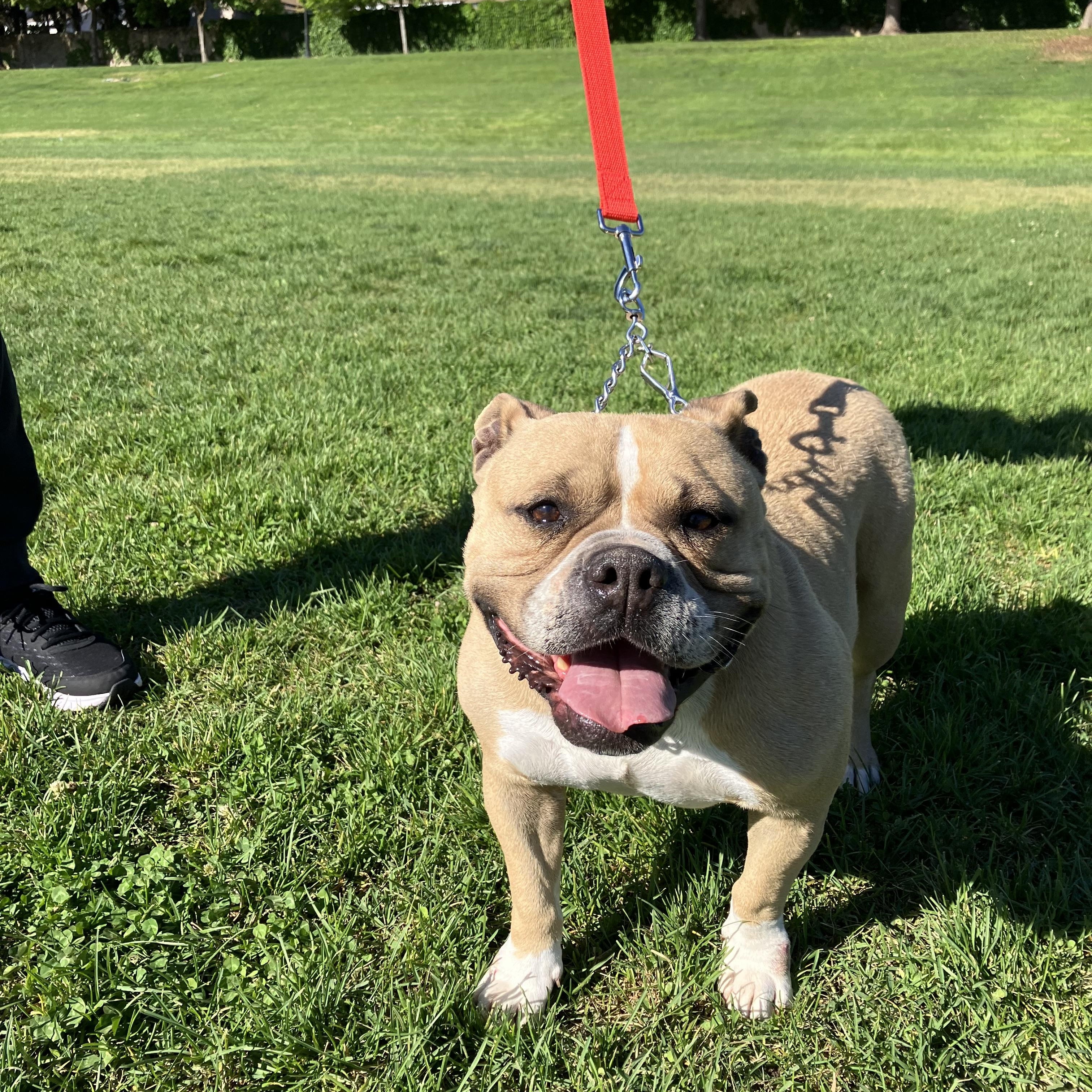 Mia, a ADOPTABLE mixed breed in MODESTO, CA image 3/5