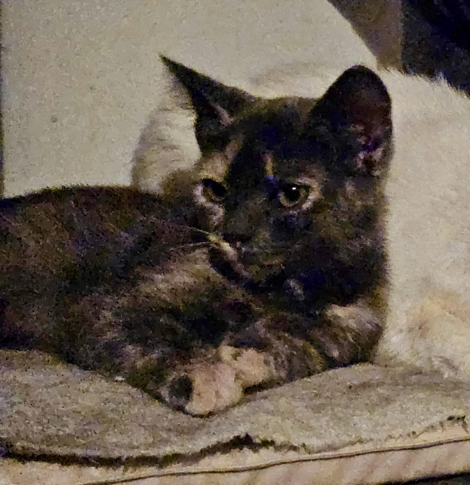 Kai (sister to Ivanka)