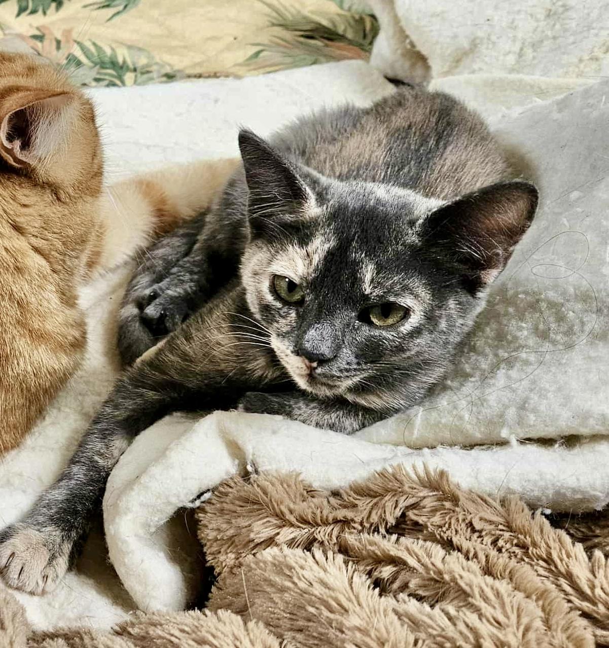 Kai (sister to Ivanka)