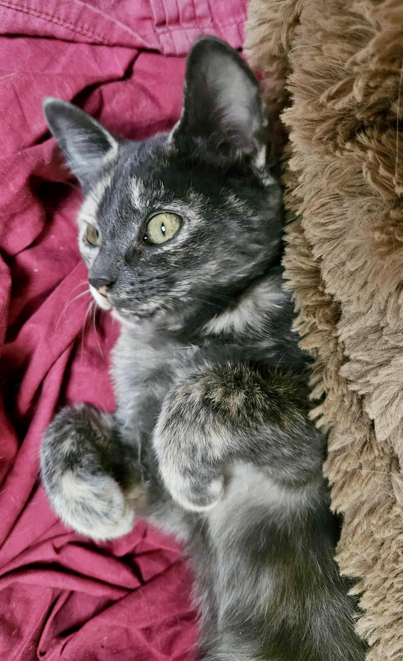 Kai (sister to Ivanka)