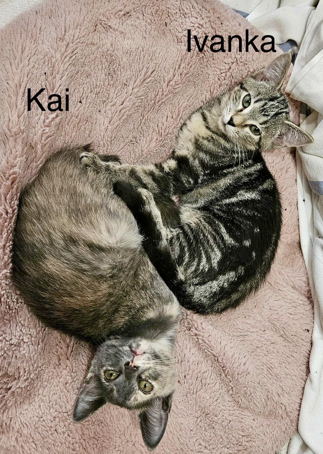 Kai (sister to Ivanka)