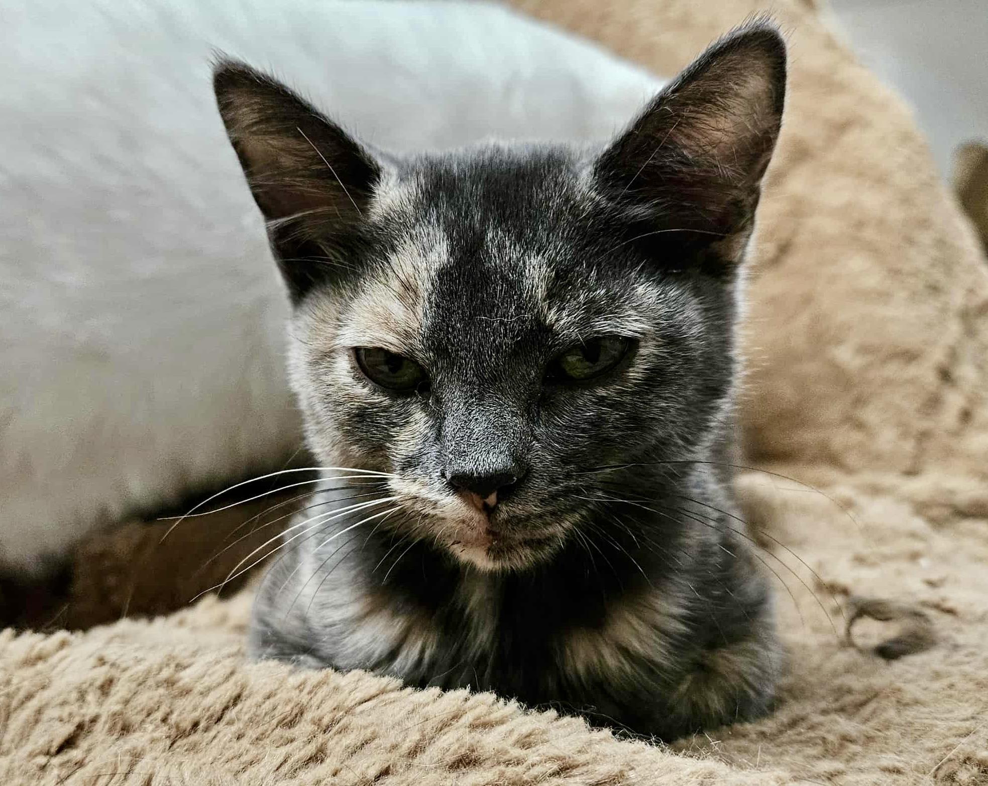 Kai (sister to Ivanka)