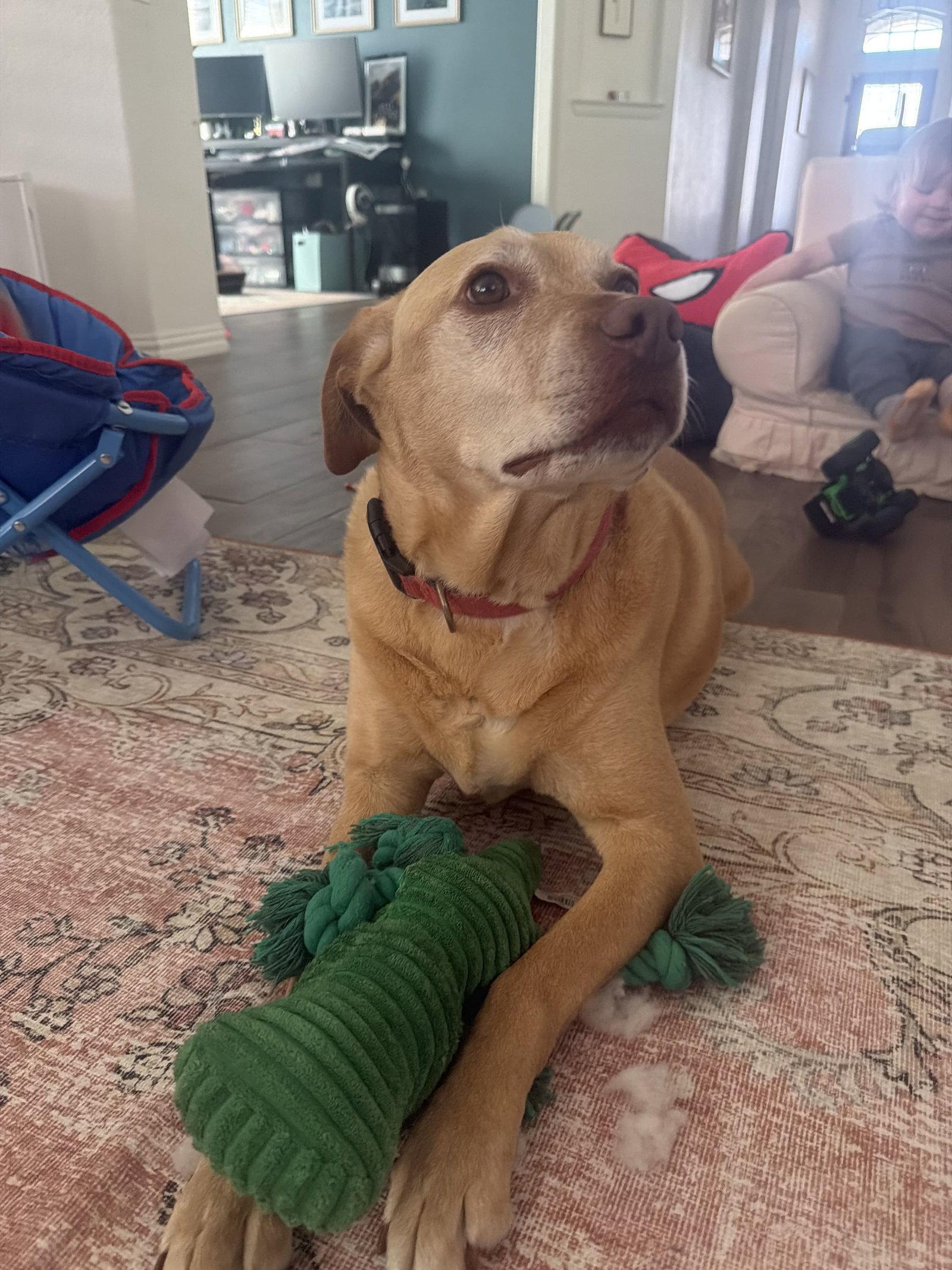 Piper, Adoptable, Senior Female Labrador Retriever.