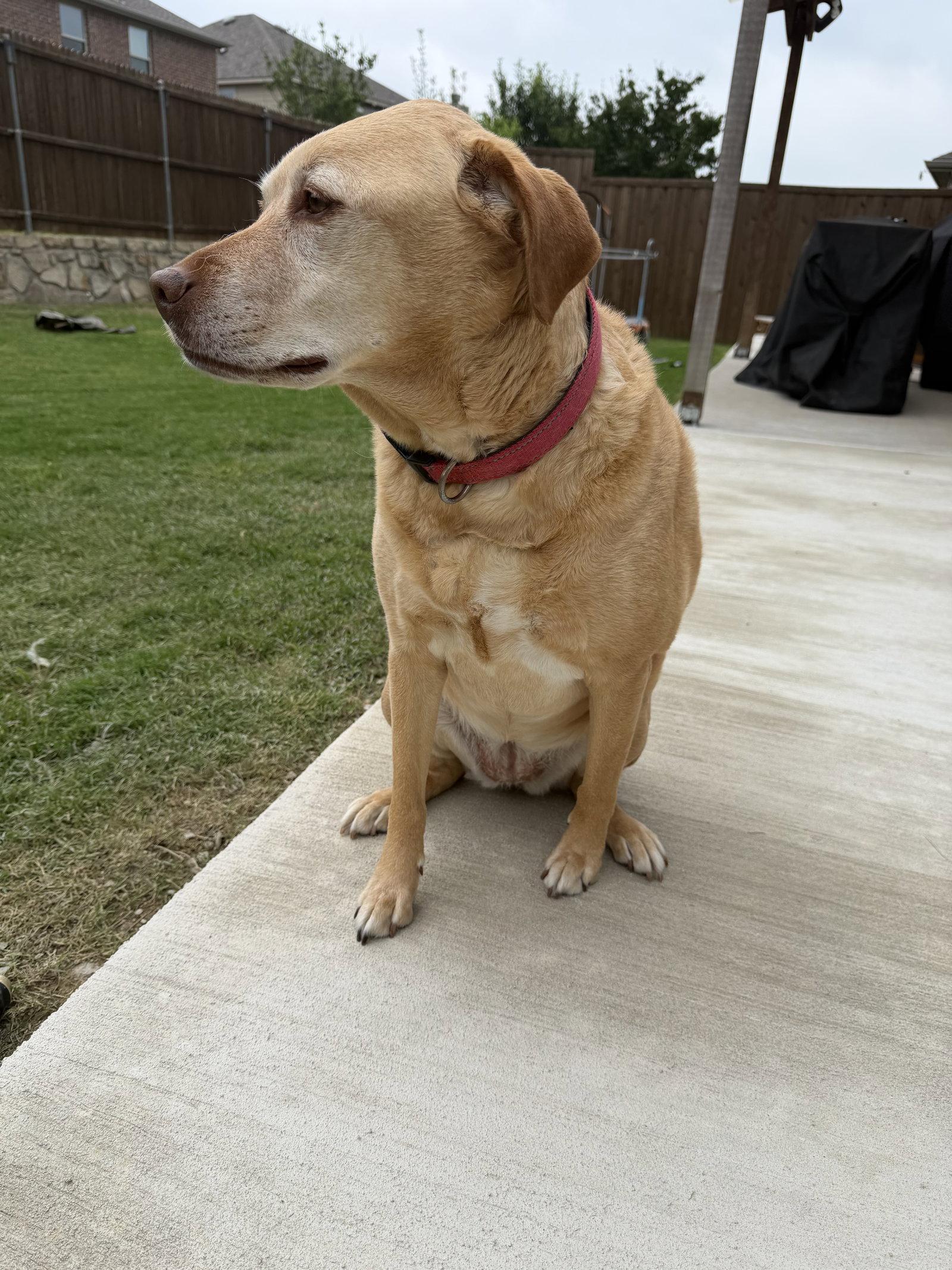Enlarge Piper, a Adoptable Labrador Retriever in McKinney, TX image 2/3