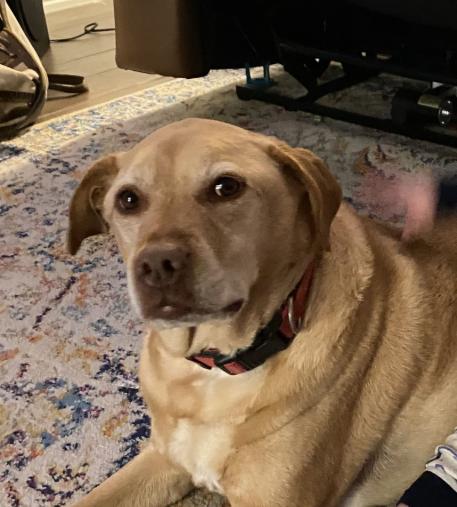 Enlarge Piper, a Adoptable Labrador Retriever in McKinney, TX image 2/3