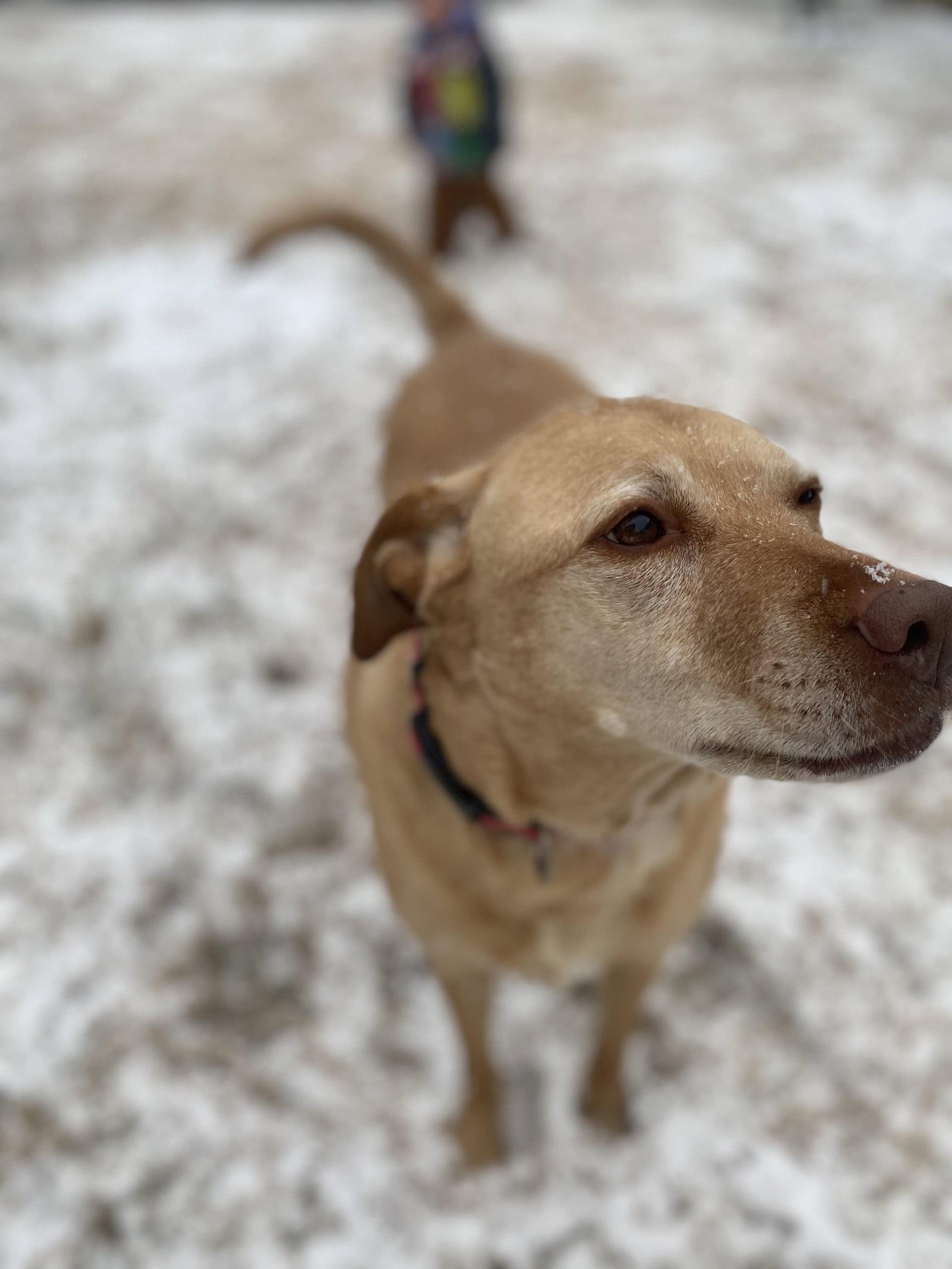 Enlarge Piper, a Adoptable Labrador Retriever in McKinney, TX image 3/3