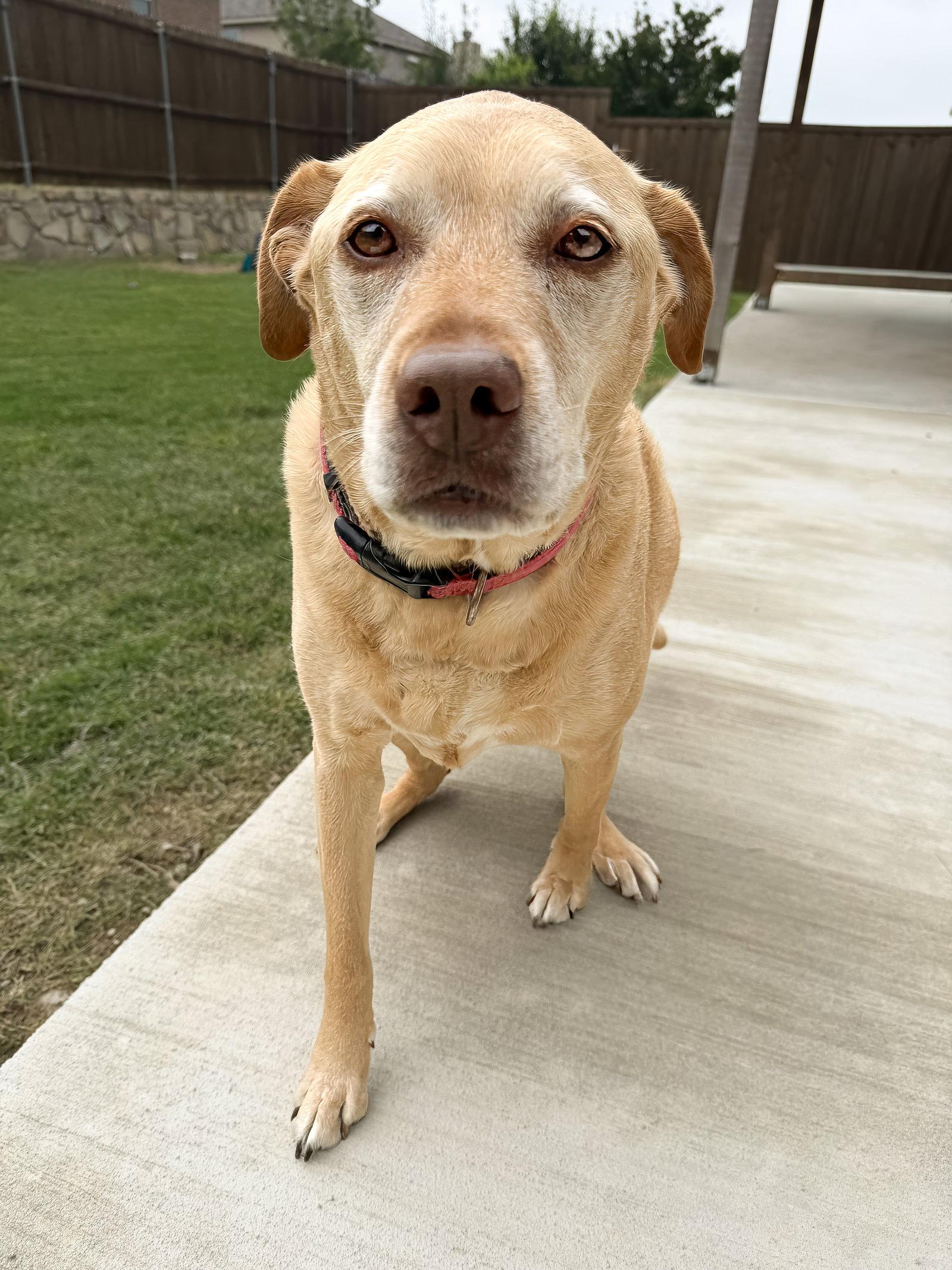 Enlarge Piper, a Adoptable Labrador Retriever in McKinney, TX image 3/3
