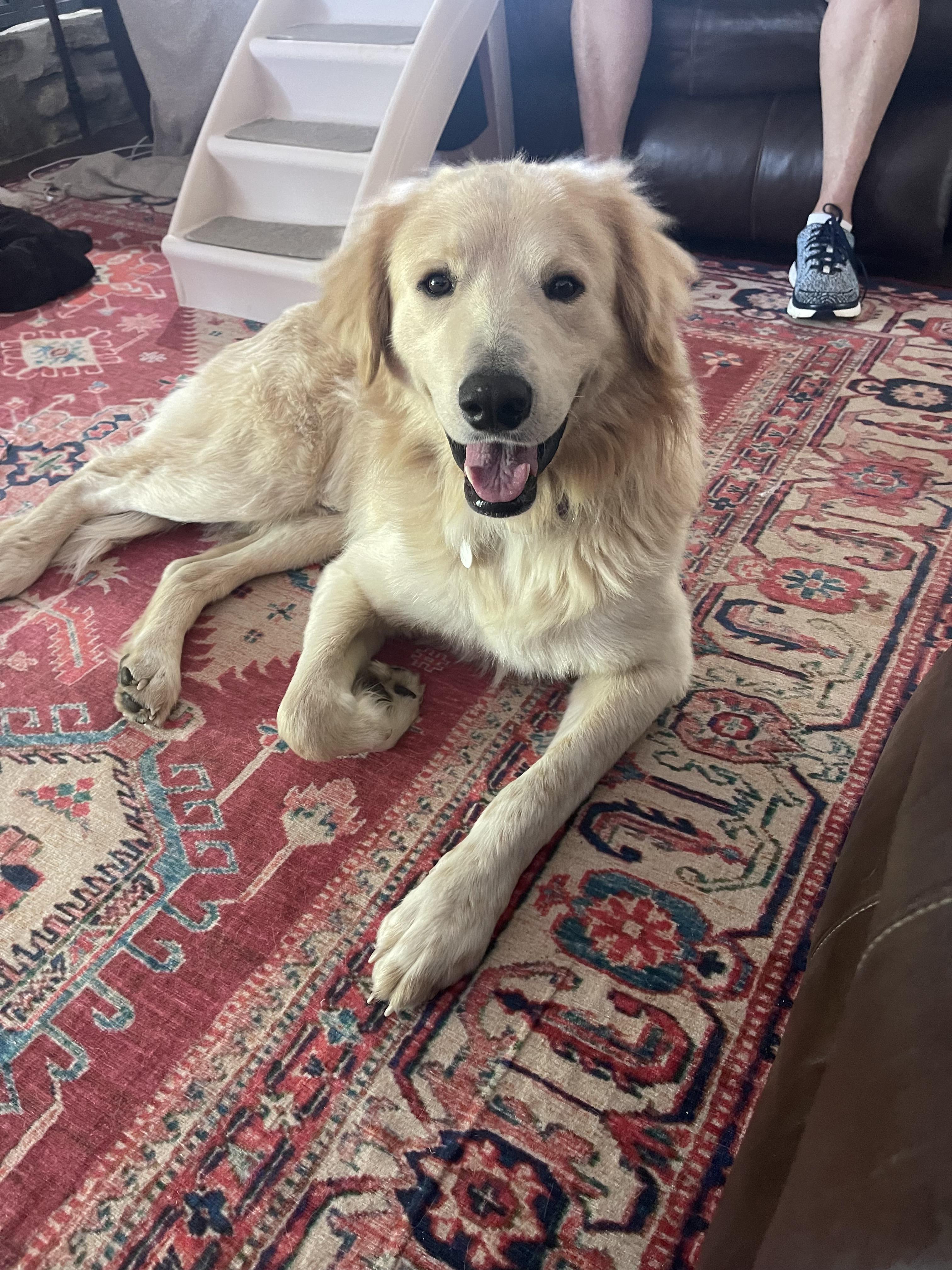 Augustus "Augie" ATX, Adoptable, Adult Male Great Pyrenees.