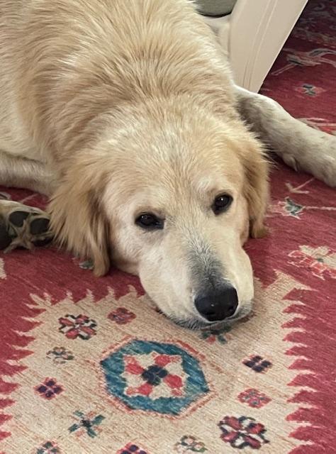 Enlarge Augustus "Augie" ATX, a Adoptable mixed breed in Quinlan, TX image 4/6