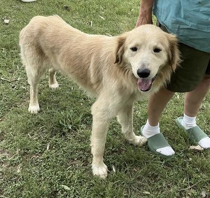 Enlarge Augustus "Augie" ATX, a Adoptable mixed breed in Quinlan, TX image 5/6