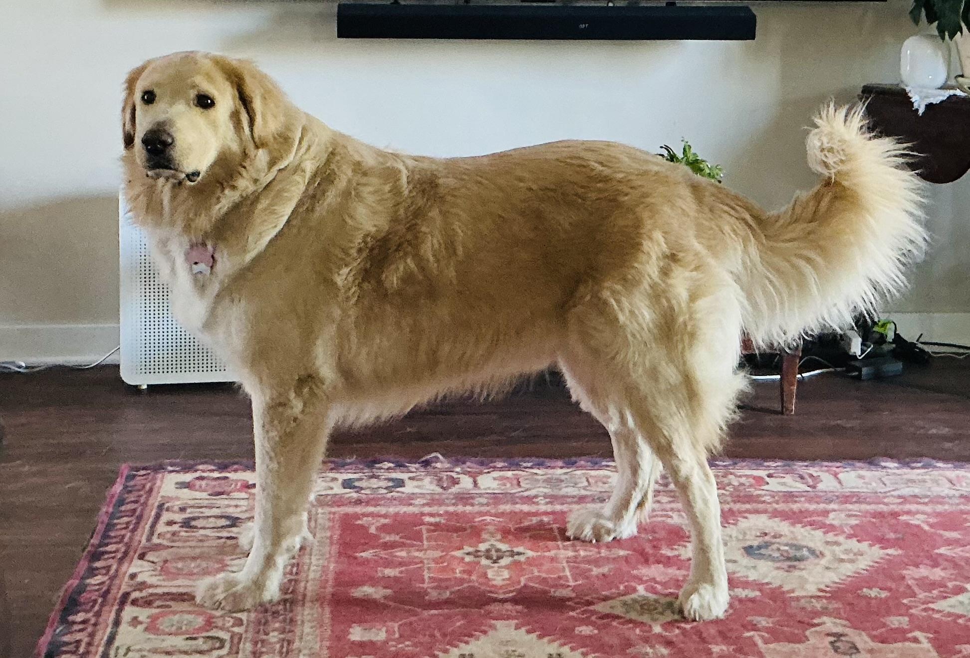 Enlarge Augustus "Augie" ATX, a Adoptable mixed breed in Quinlan, TX image 5/6