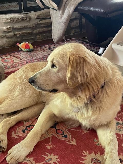 Enlarge Augustus "Augie" ATX, a Adoptable mixed breed in Quinlan, TX image 6/6