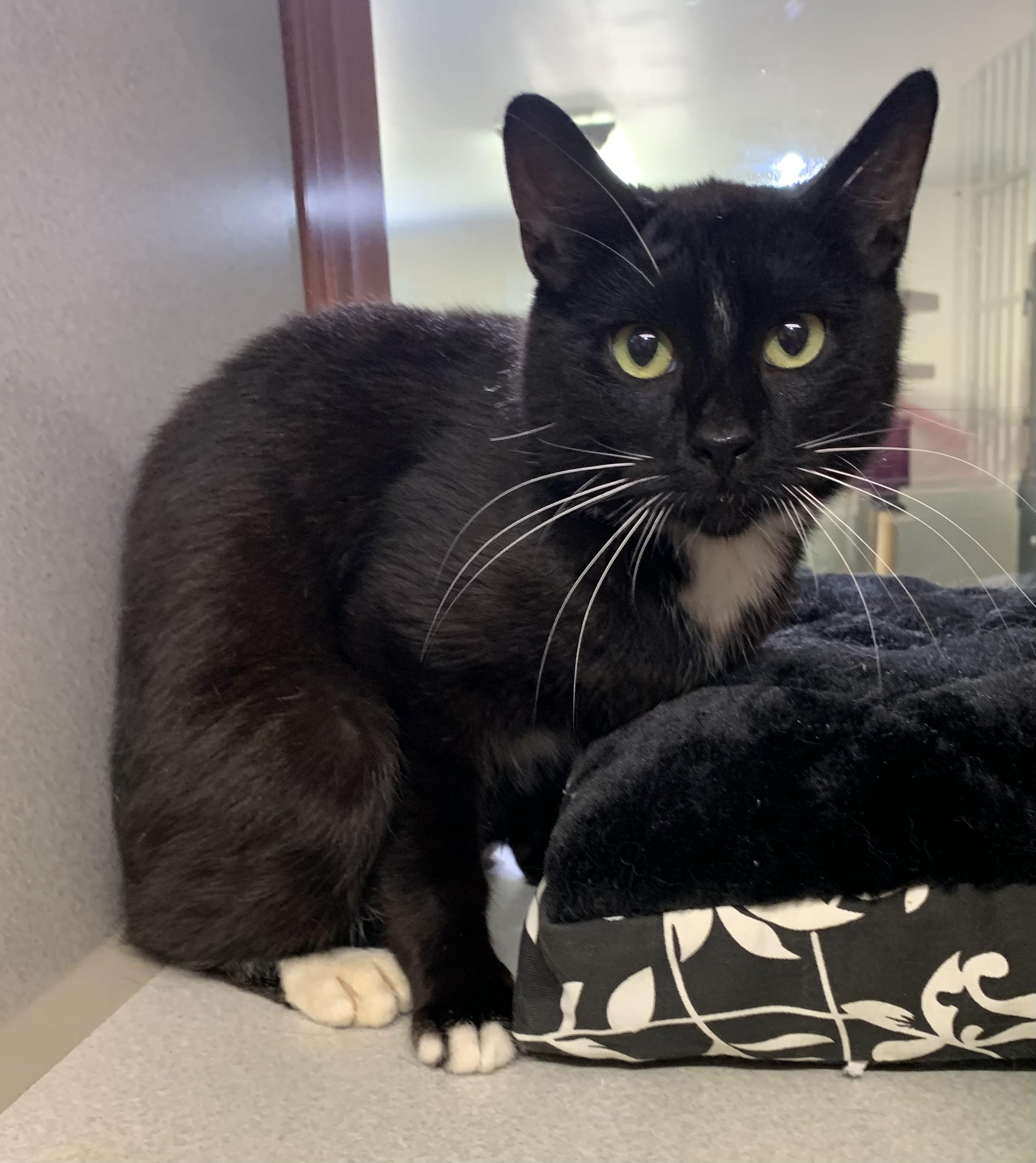 Fisher, ADOPTABLE, Young Male Domestic Short Hair.