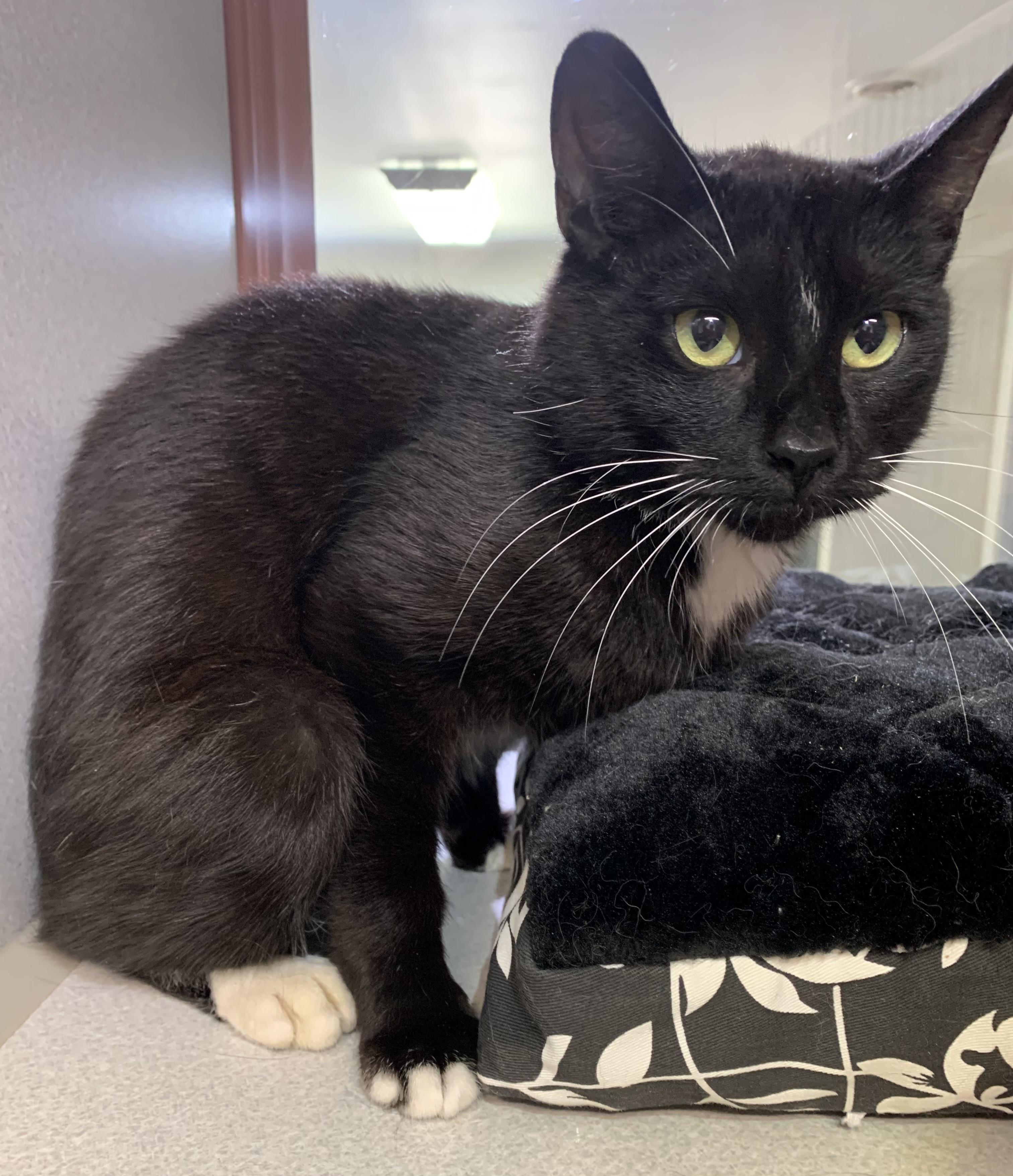 Fisher, a ADOPTABLE mixed breed in Massena, NY image 2/2