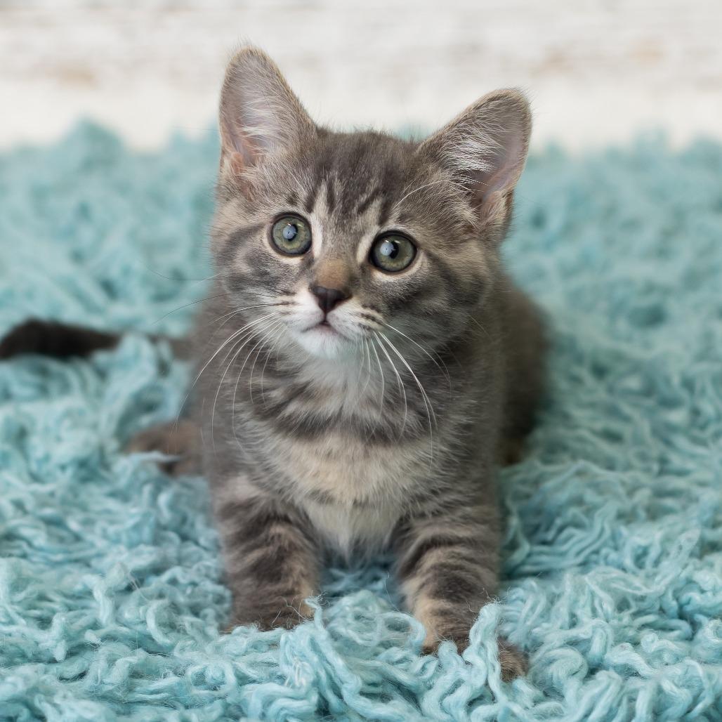 Roxie, a Adoptable Domestic Short Hair in St. Paul, MN image 1/6