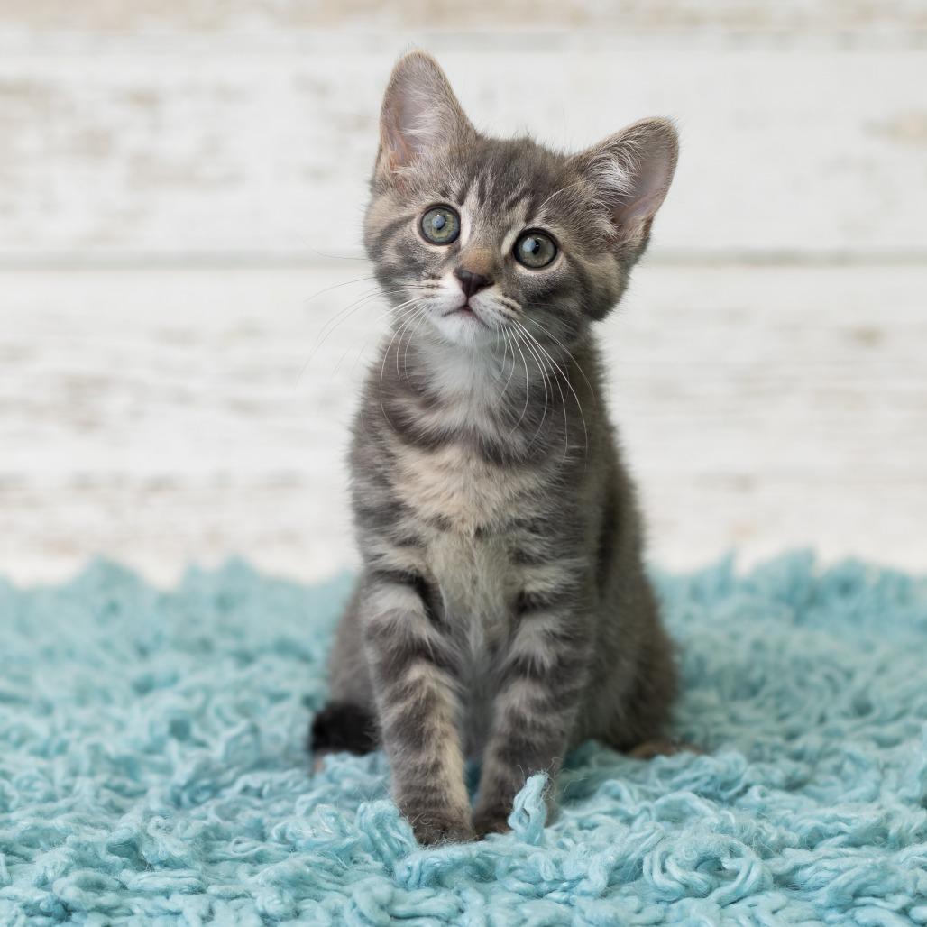 Roxie, a Adoptable Domestic Short Hair in St. Paul, MN image 2/6