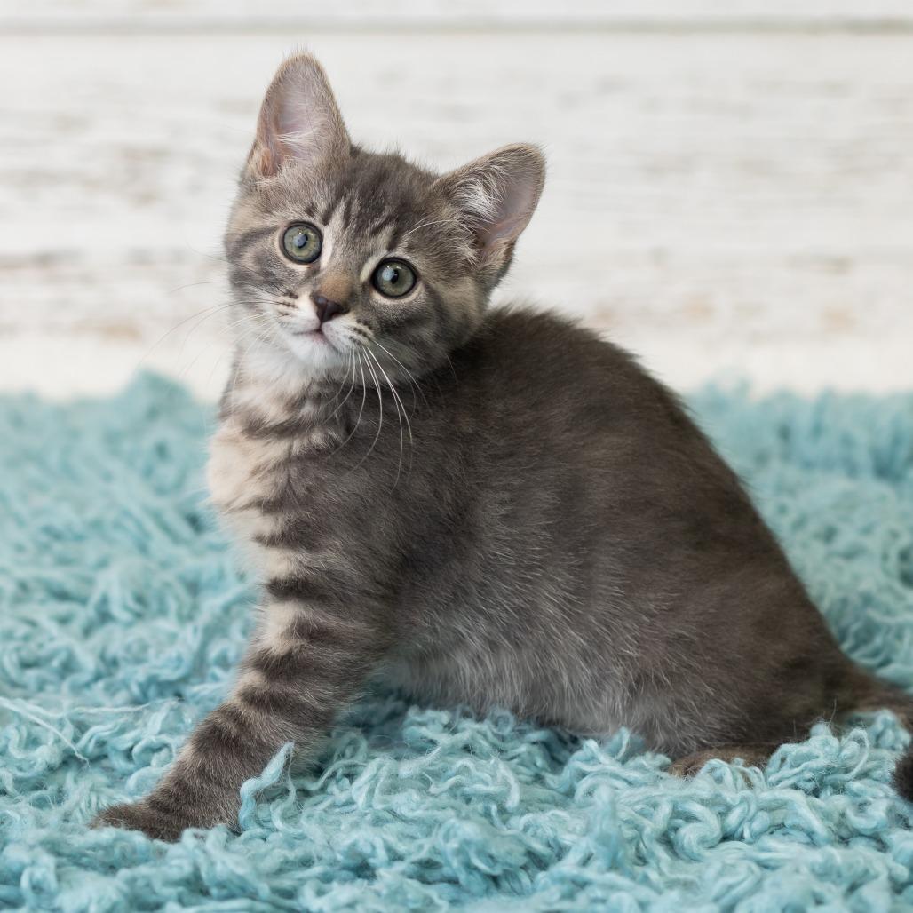 Roxie, a Adoptable Domestic Short Hair in St. Paul, MN image 3/6