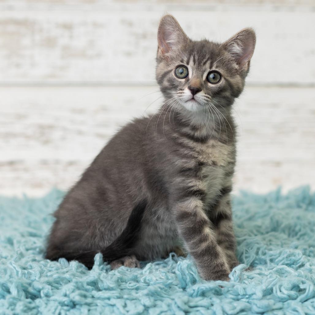 Roxie, a Adoptable Domestic Short Hair in St. Paul, MN image 4/6