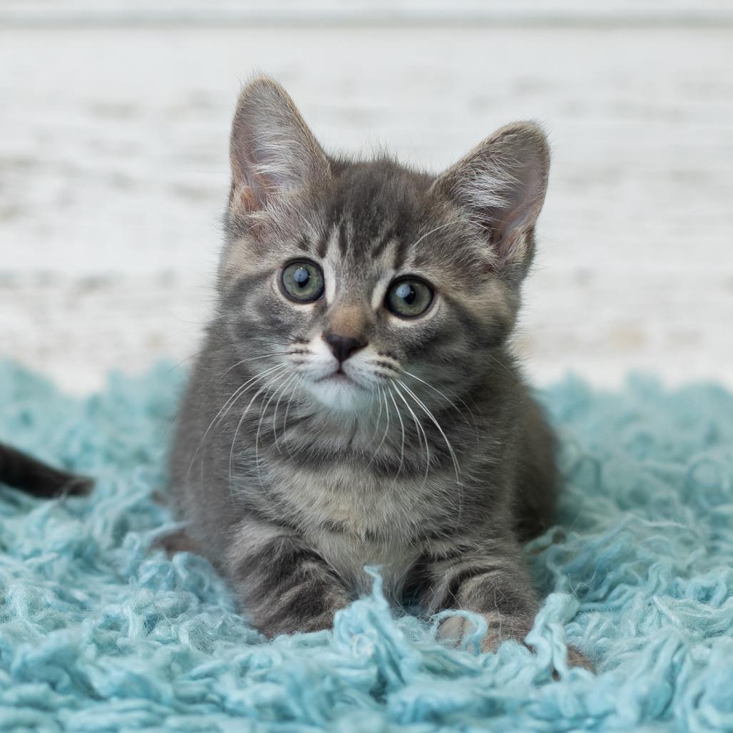 Roxie, a Adoptable Domestic Short Hair in St. Paul, MN image 5/6