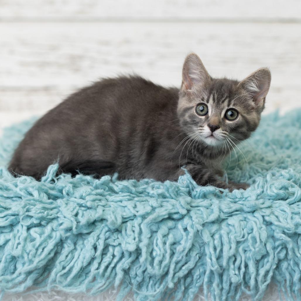 Roxie, a Adoptable Domestic Short Hair in St. Paul, MN image 6/6