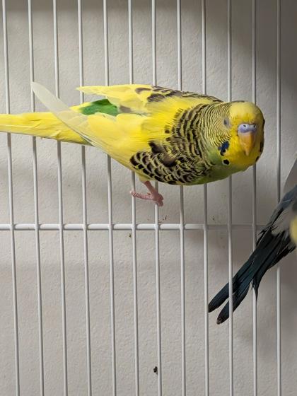 Quito, Adoptable, Adult Unknown Budgie / Budgerigar & Budgie / Budgerigar.