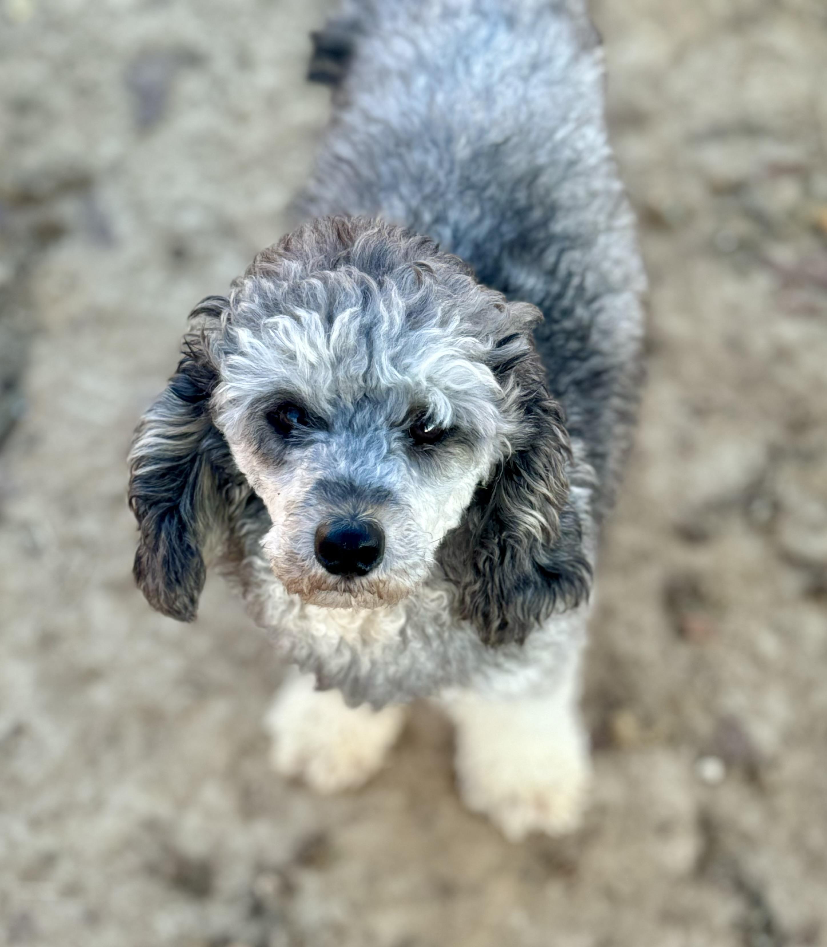 Enlarge Arrow, a ADOPTABLE Miniature Poodle in Washington, MO image 2/3