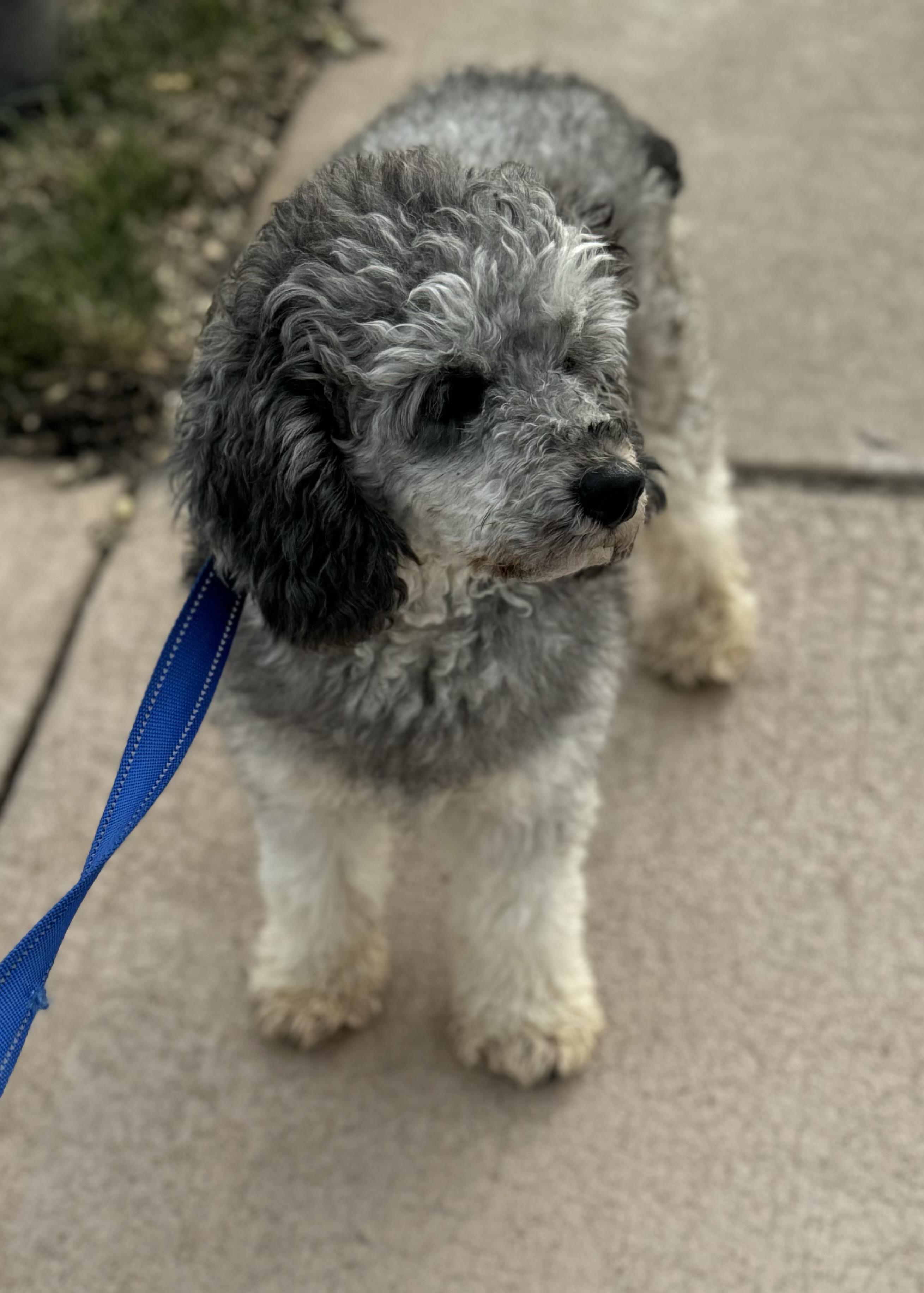 Enlarge Arrow, a ADOPTABLE Miniature Poodle in Washington, MO image 3/3