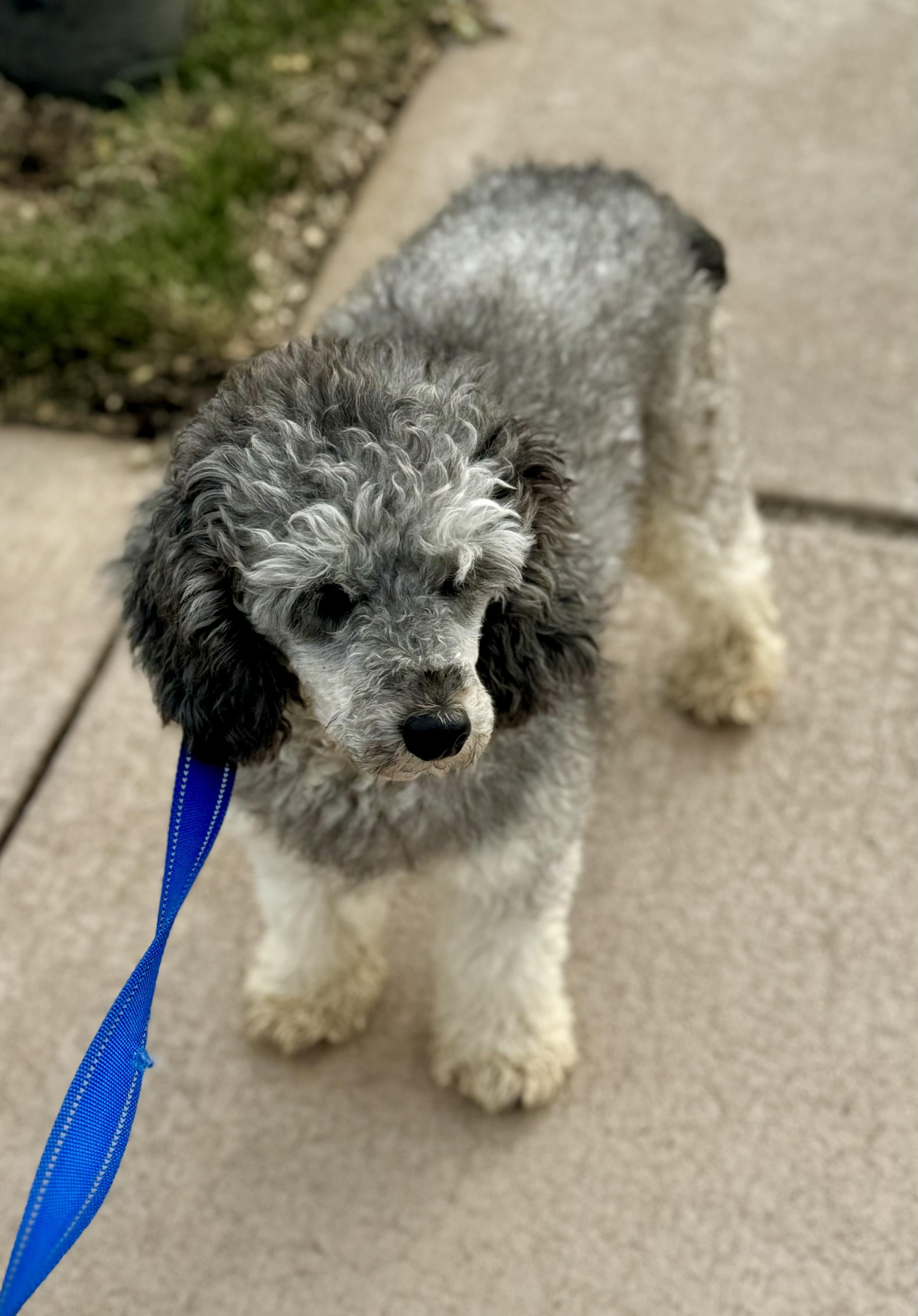 Enlarge Arrow, a ADOPTABLE Miniature Poodle in Washington, MO image 1/3