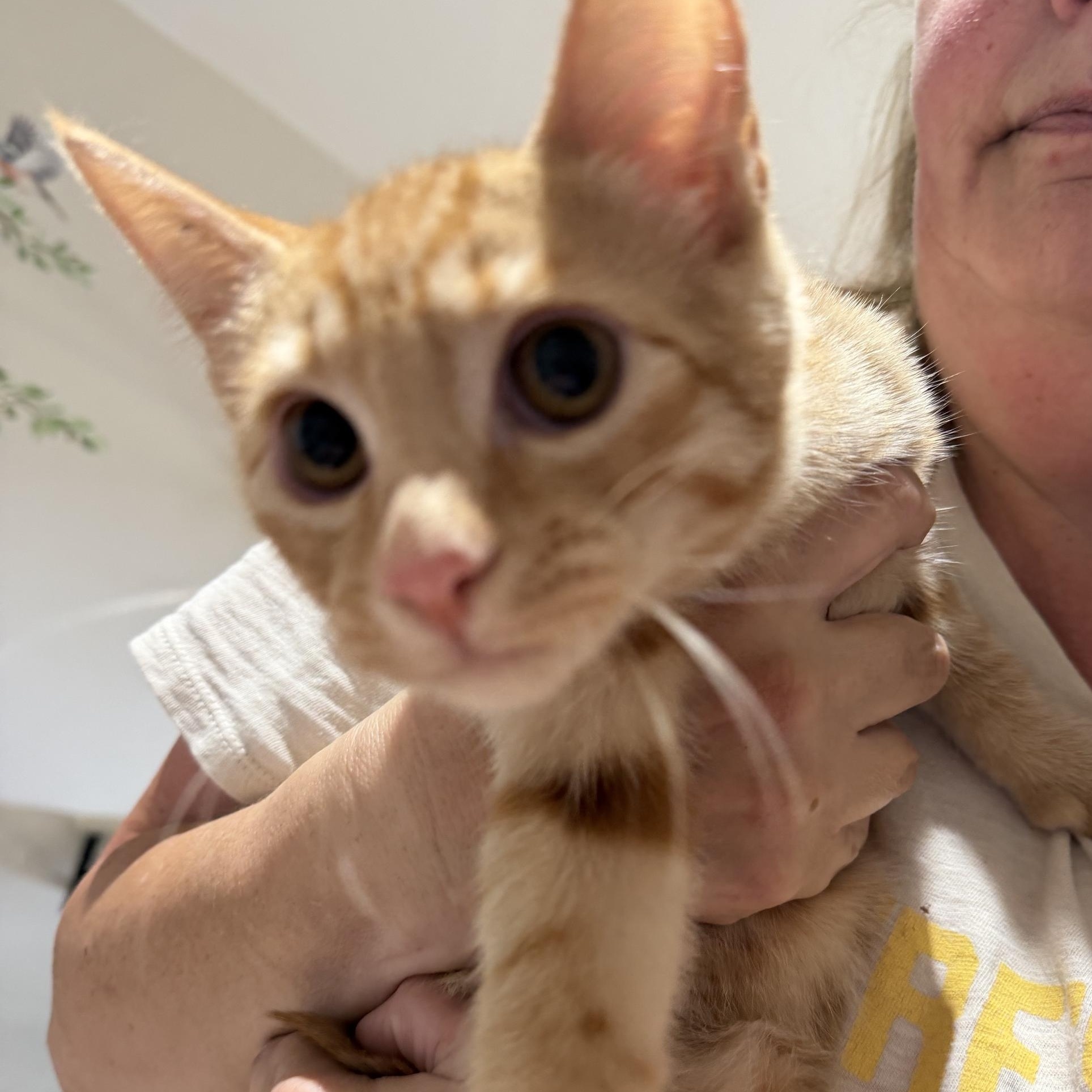 Doc, ADOPTABLE, Young Male Domestic Short Hair.
