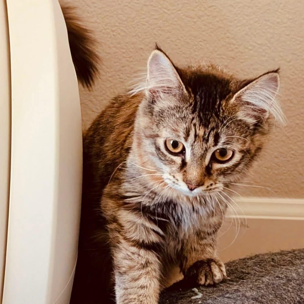 Enlarge Maggie - Simpson kitten , a ADOPTABLE mixed breed in Gladstone, OR image 5/5