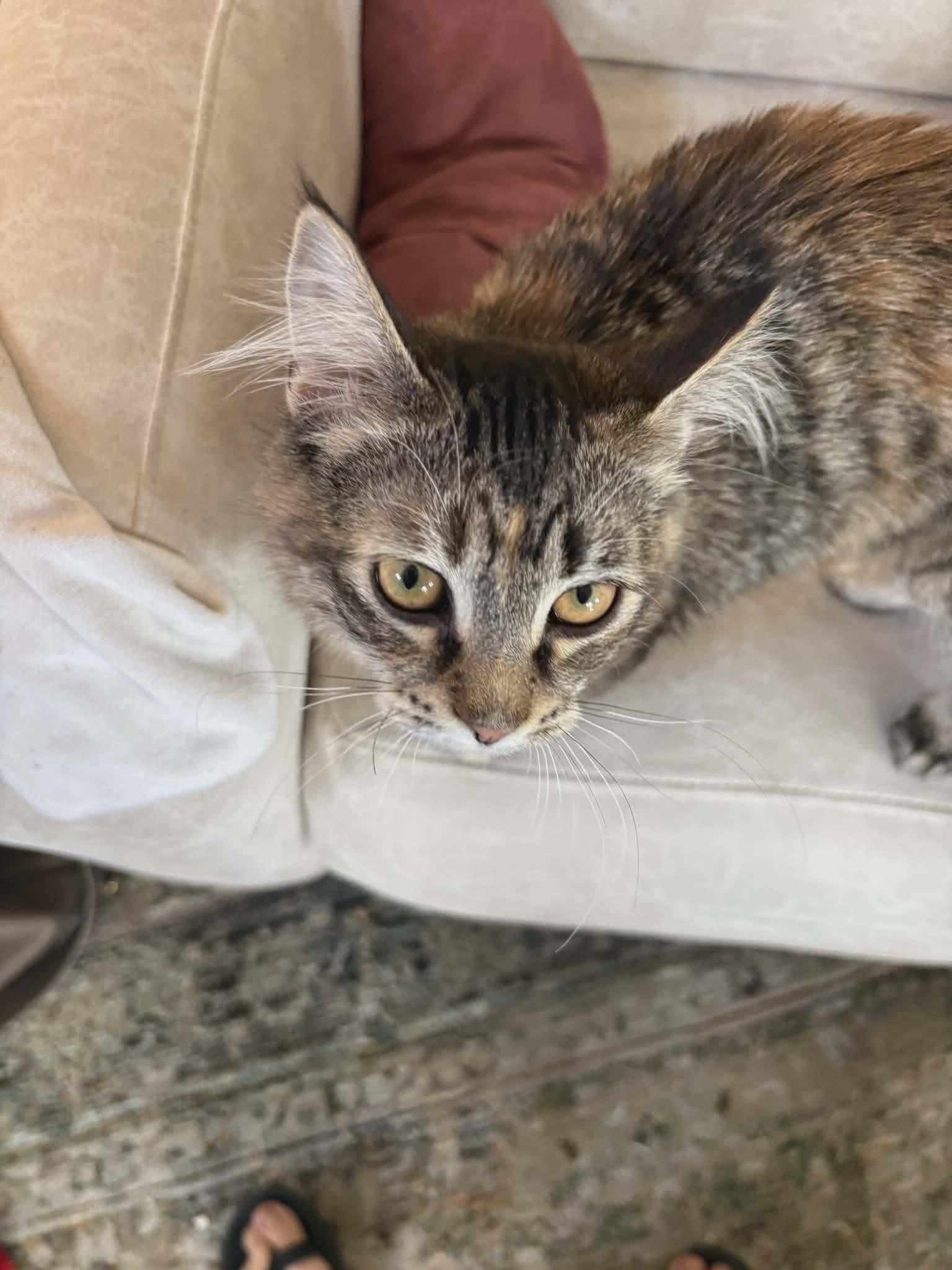 Enlarge Maggie - Simpson kitten , a ADOPTABLE mixed breed in Gladstone, OR image 4/5