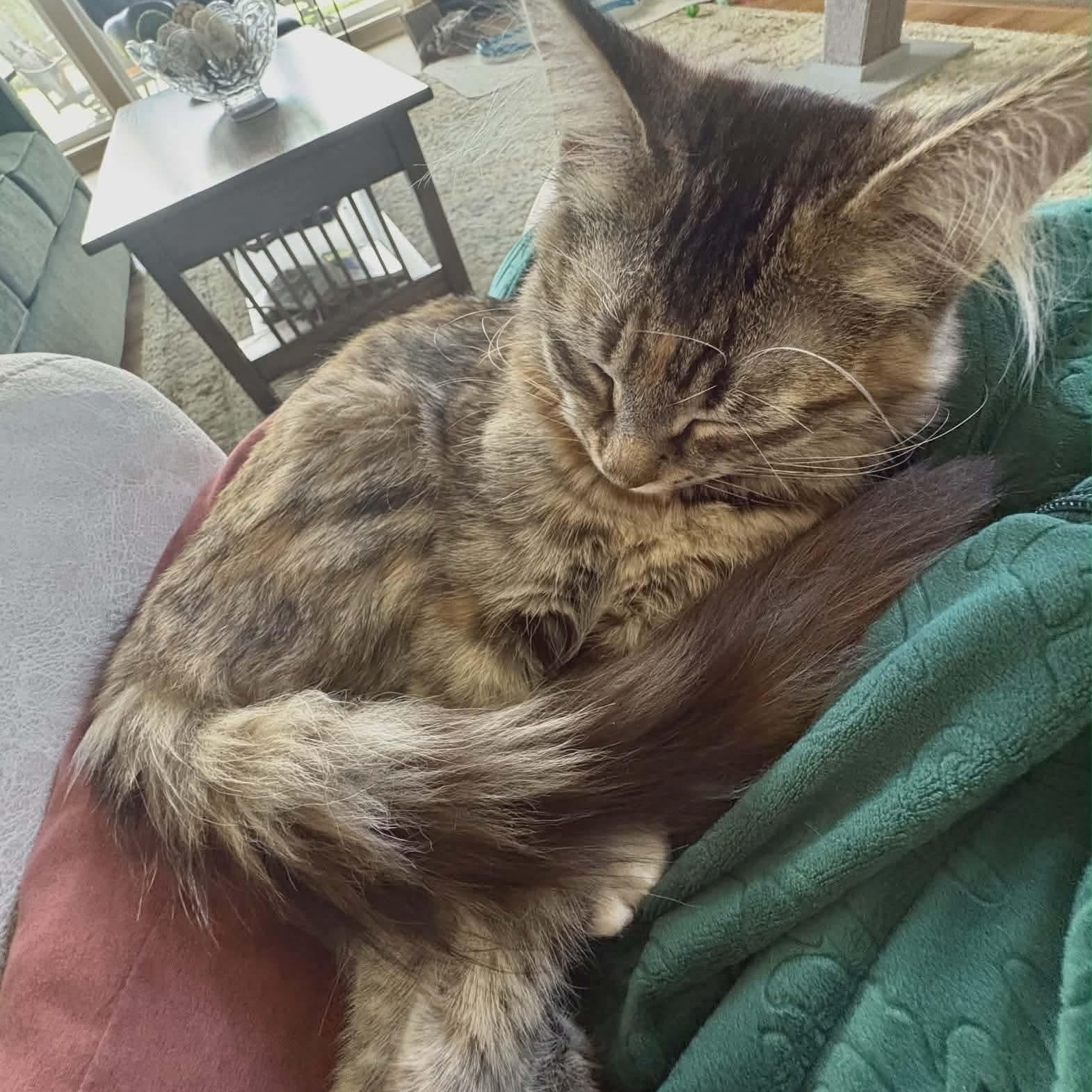 Enlarge Maggie - Simpson kitten , a ADOPTABLE mixed breed in Gladstone, OR image 1/5