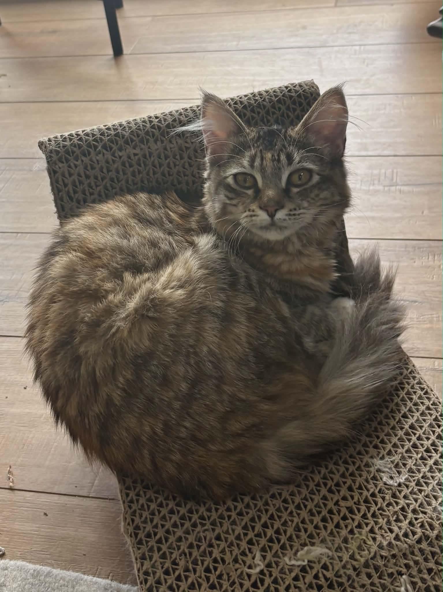 Enlarge Maggie - Simpson kitten , a ADOPTABLE mixed breed in Gladstone, OR image 2/5